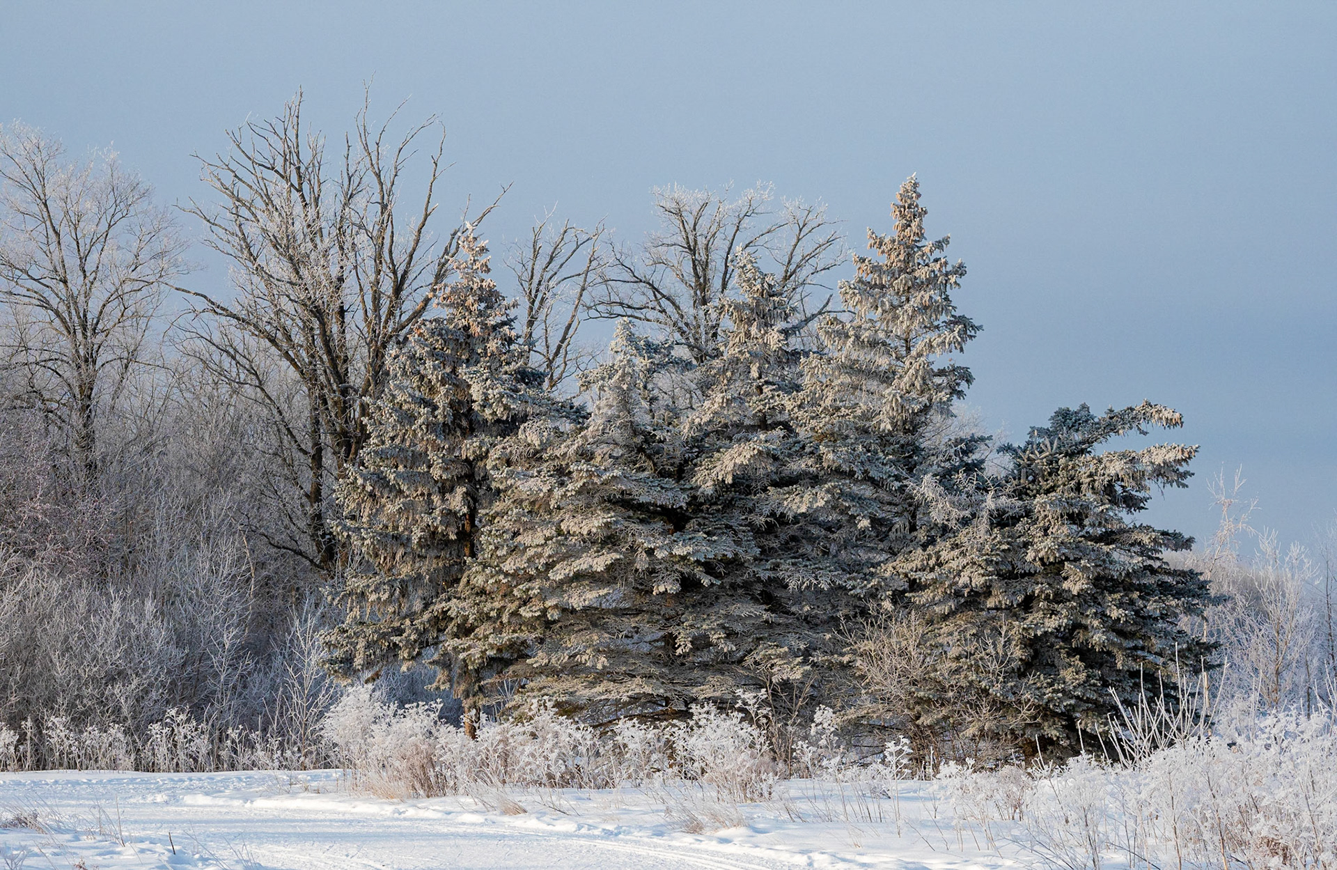 spruce