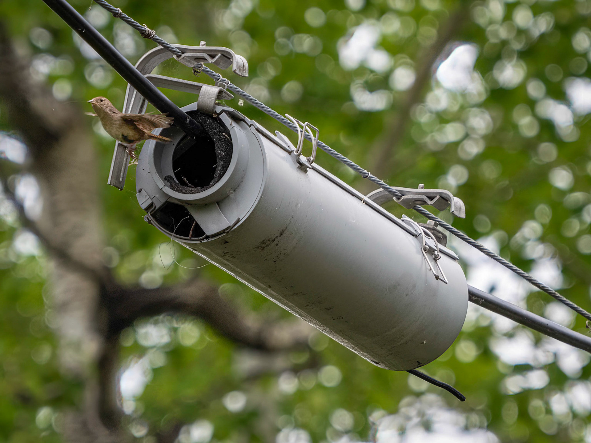 house wren with unusual nest box