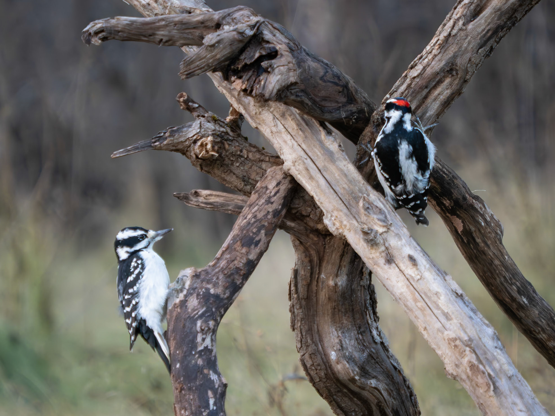 Female, male hairy woodpecker