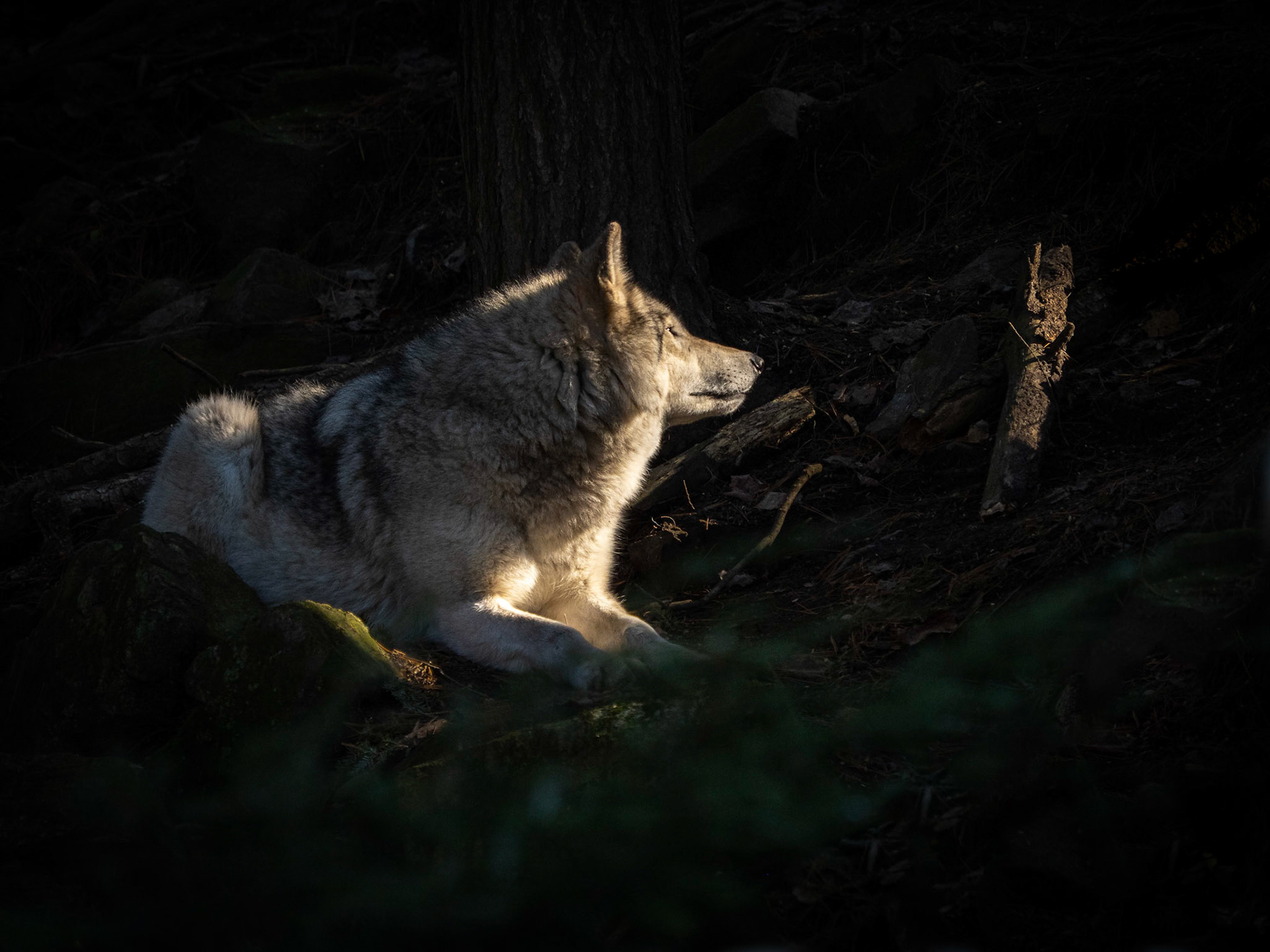 Timber wolf