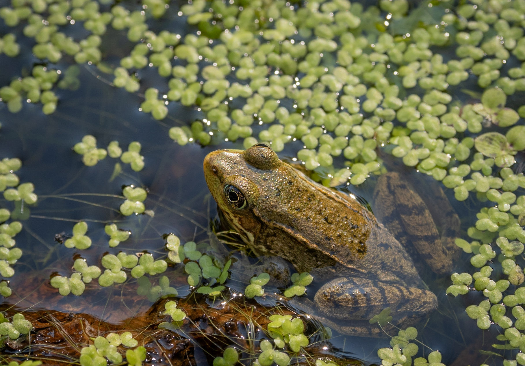 young bull frog