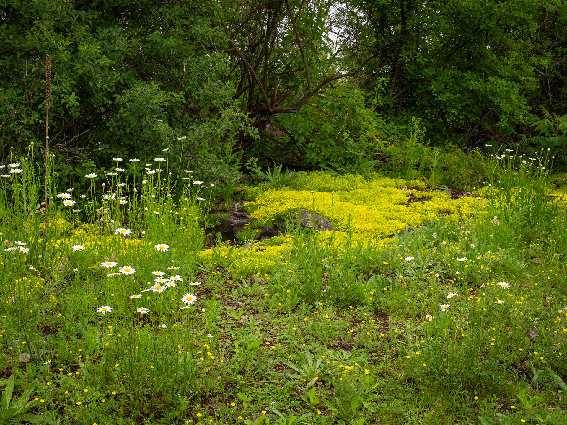 summer's blossoming