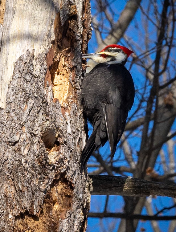 Pileated Woodpecker