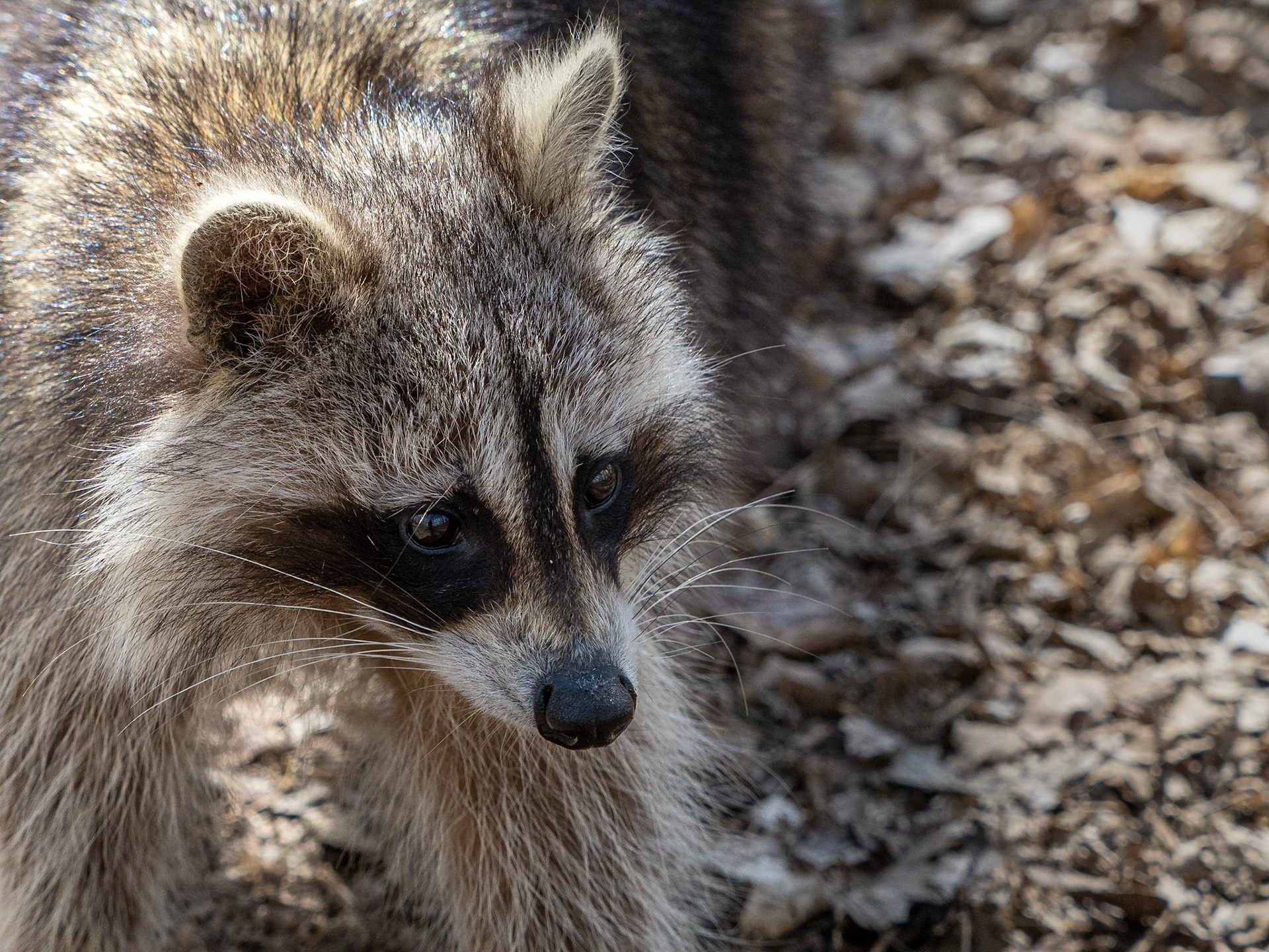 raccoon