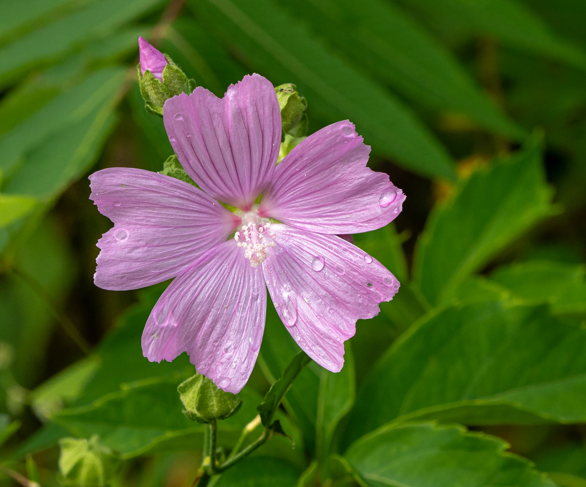 Musk mallow