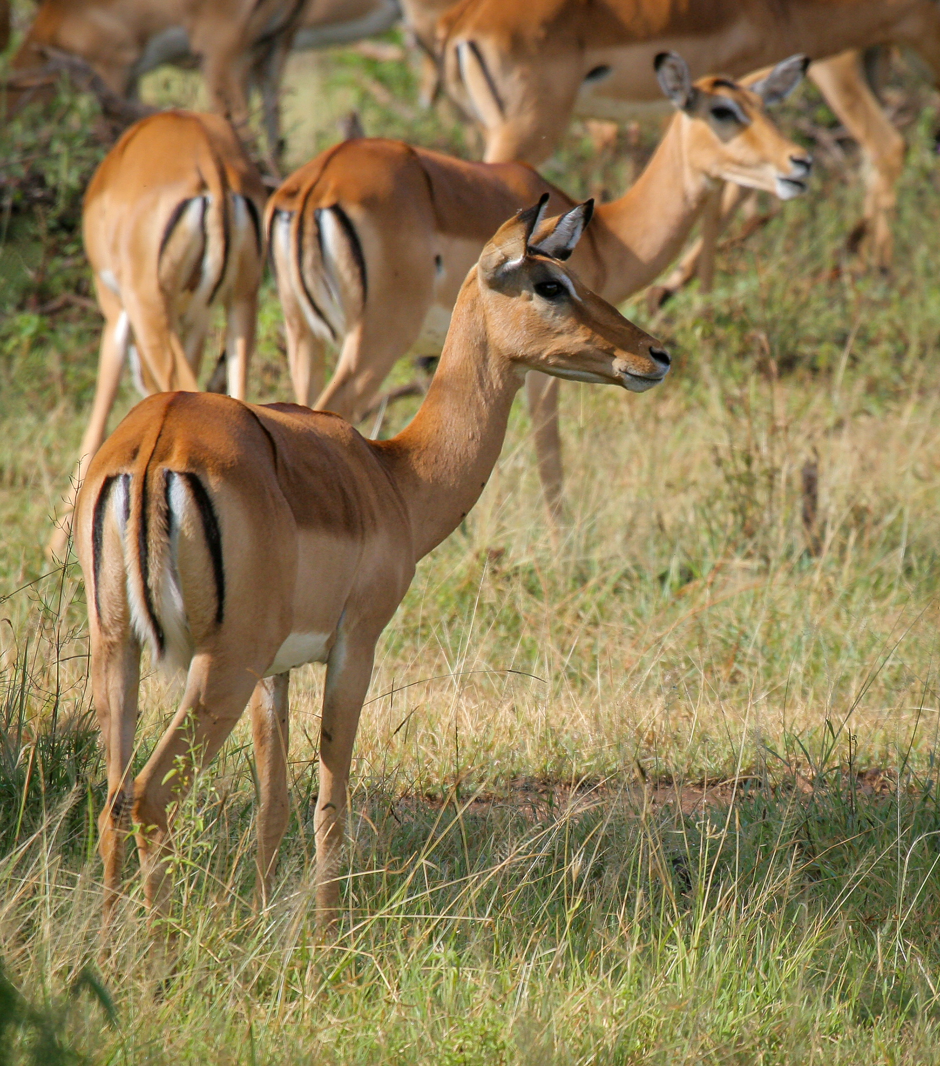 impala