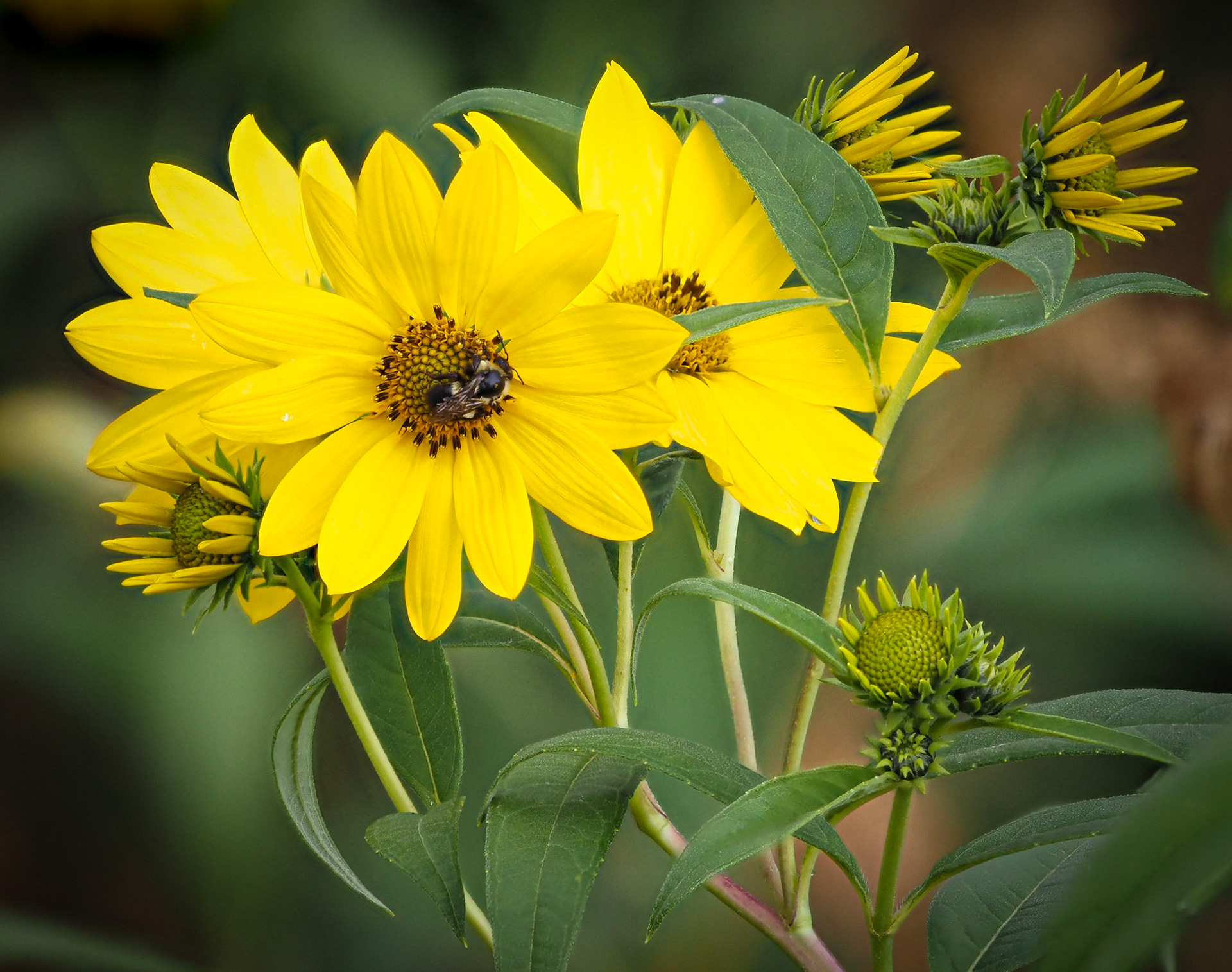 sunflower and bee