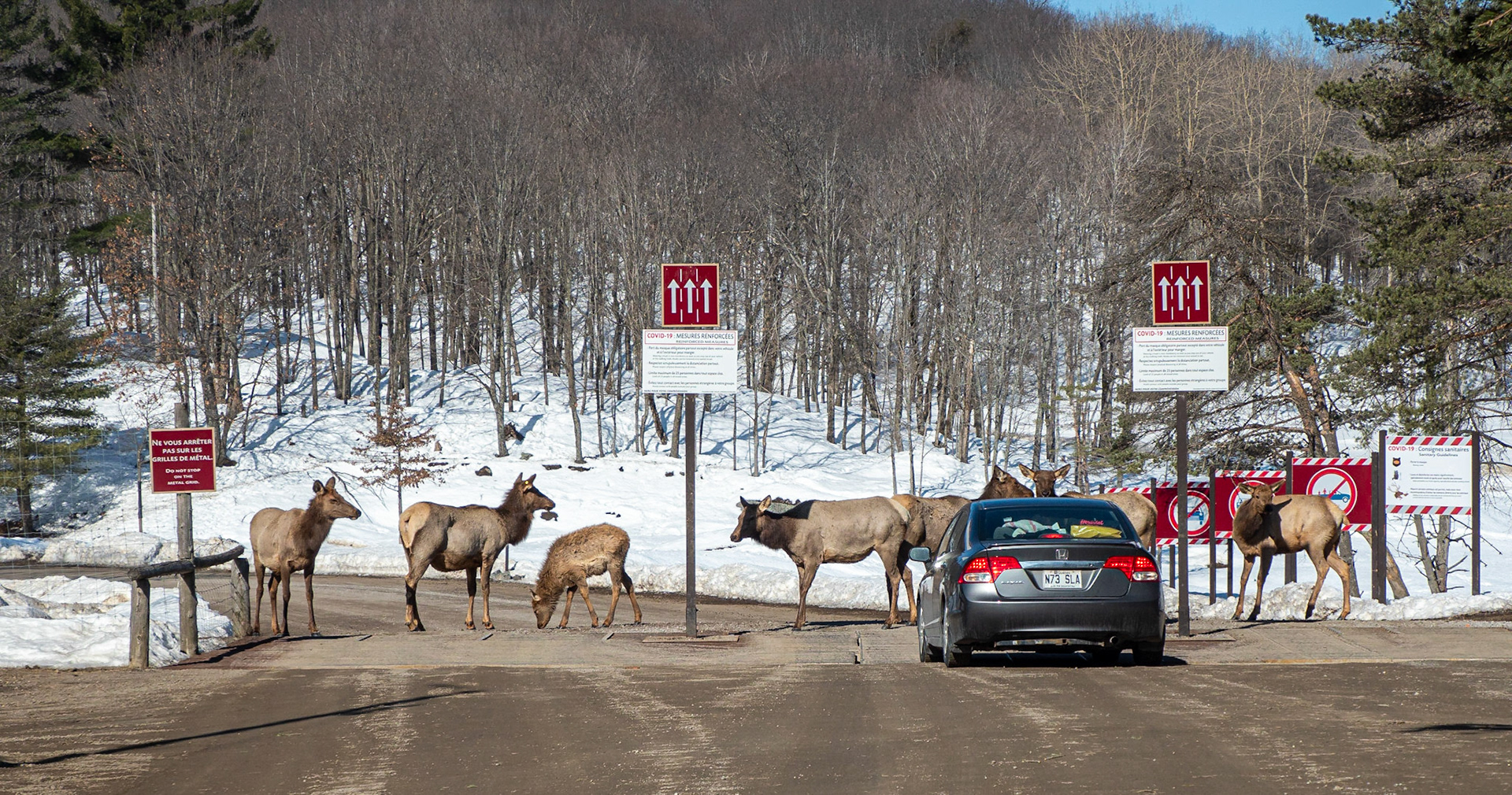 elk