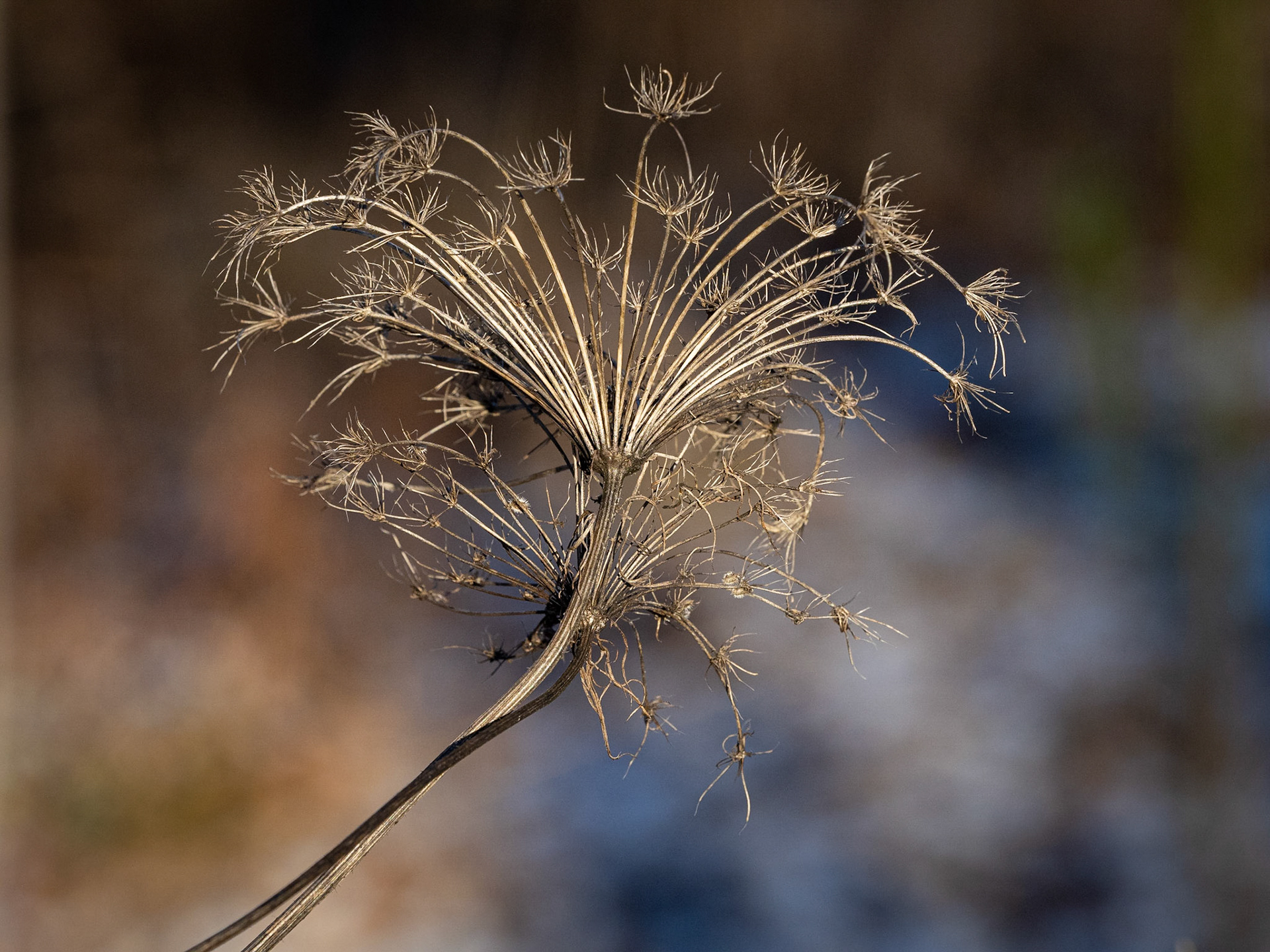 Queen Anne's Lace