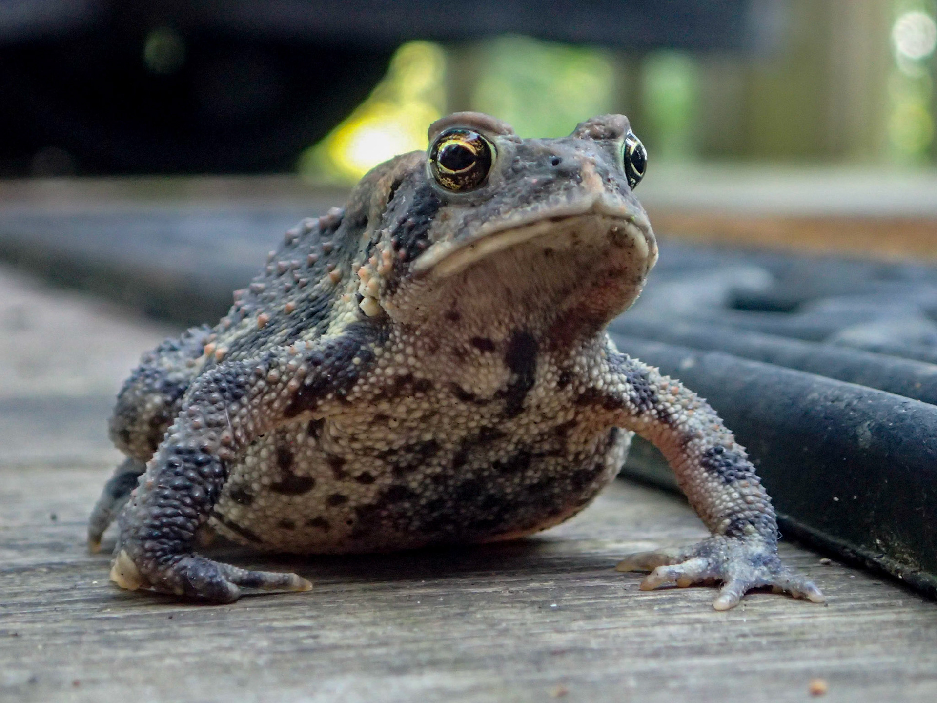 toad