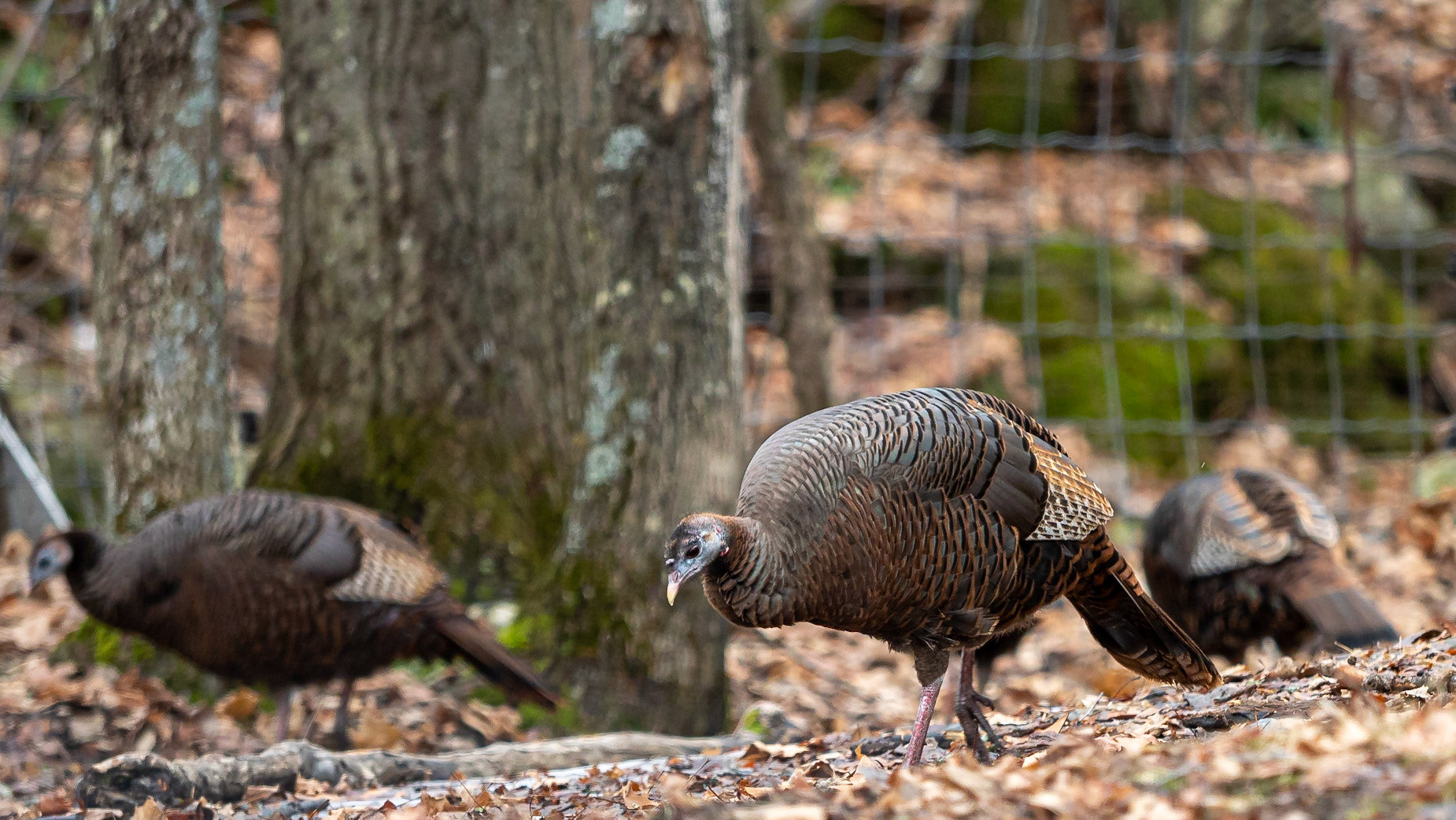 Wild turkeys