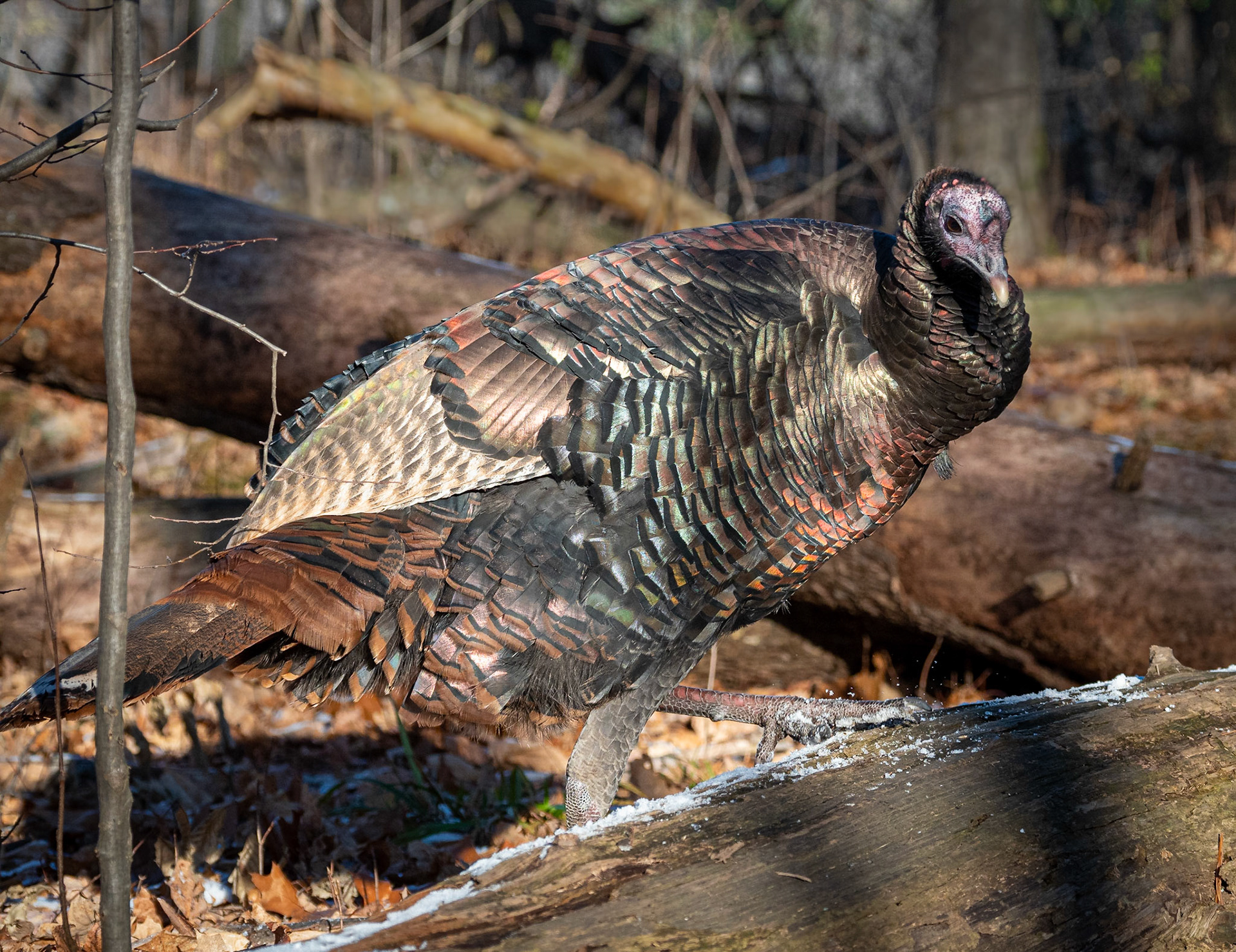 Wild turkey glistening in the sun