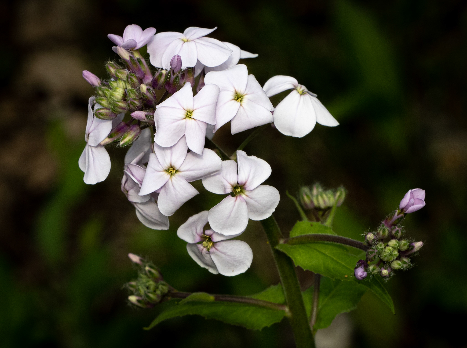 phlox