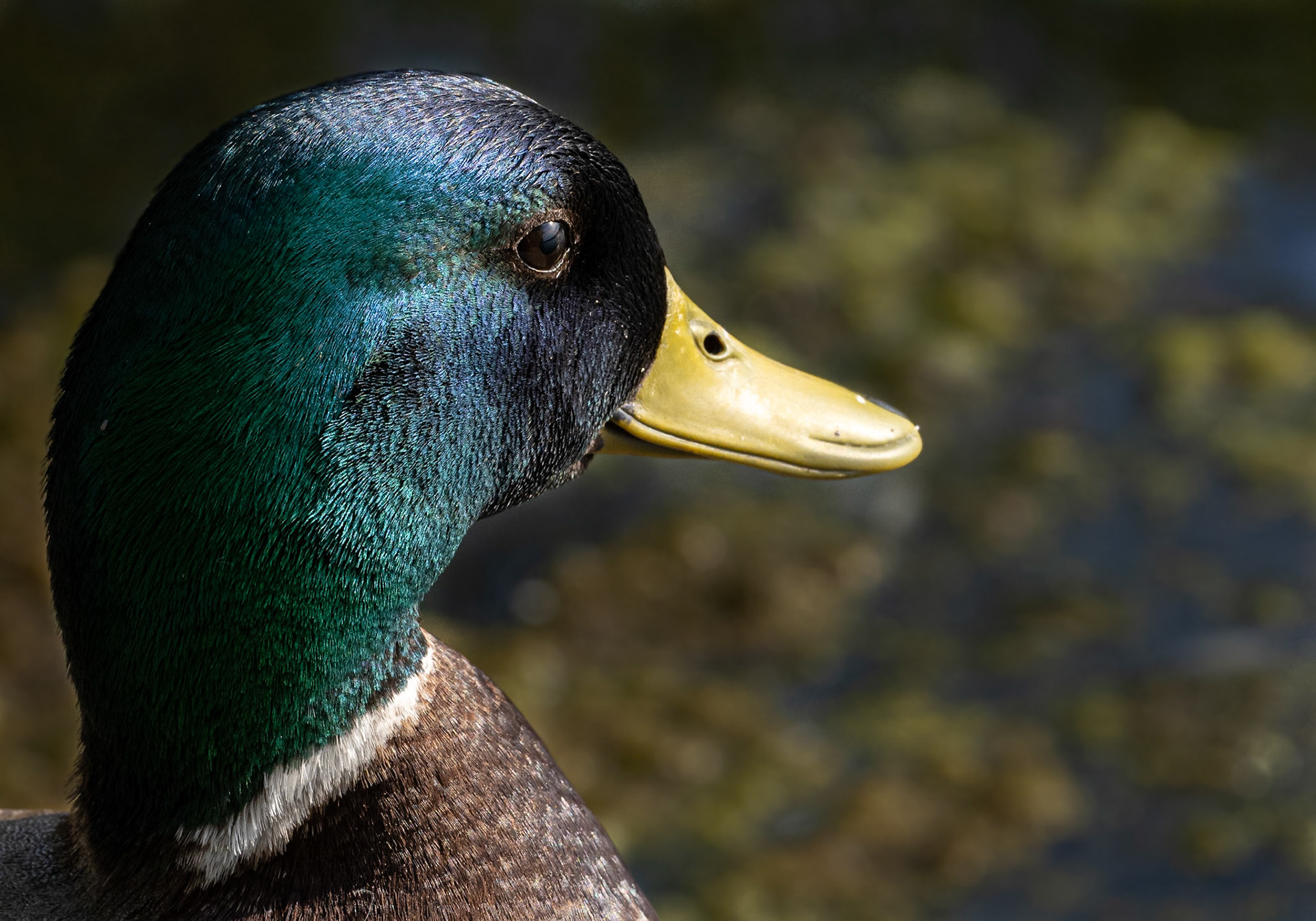 male mallard duck