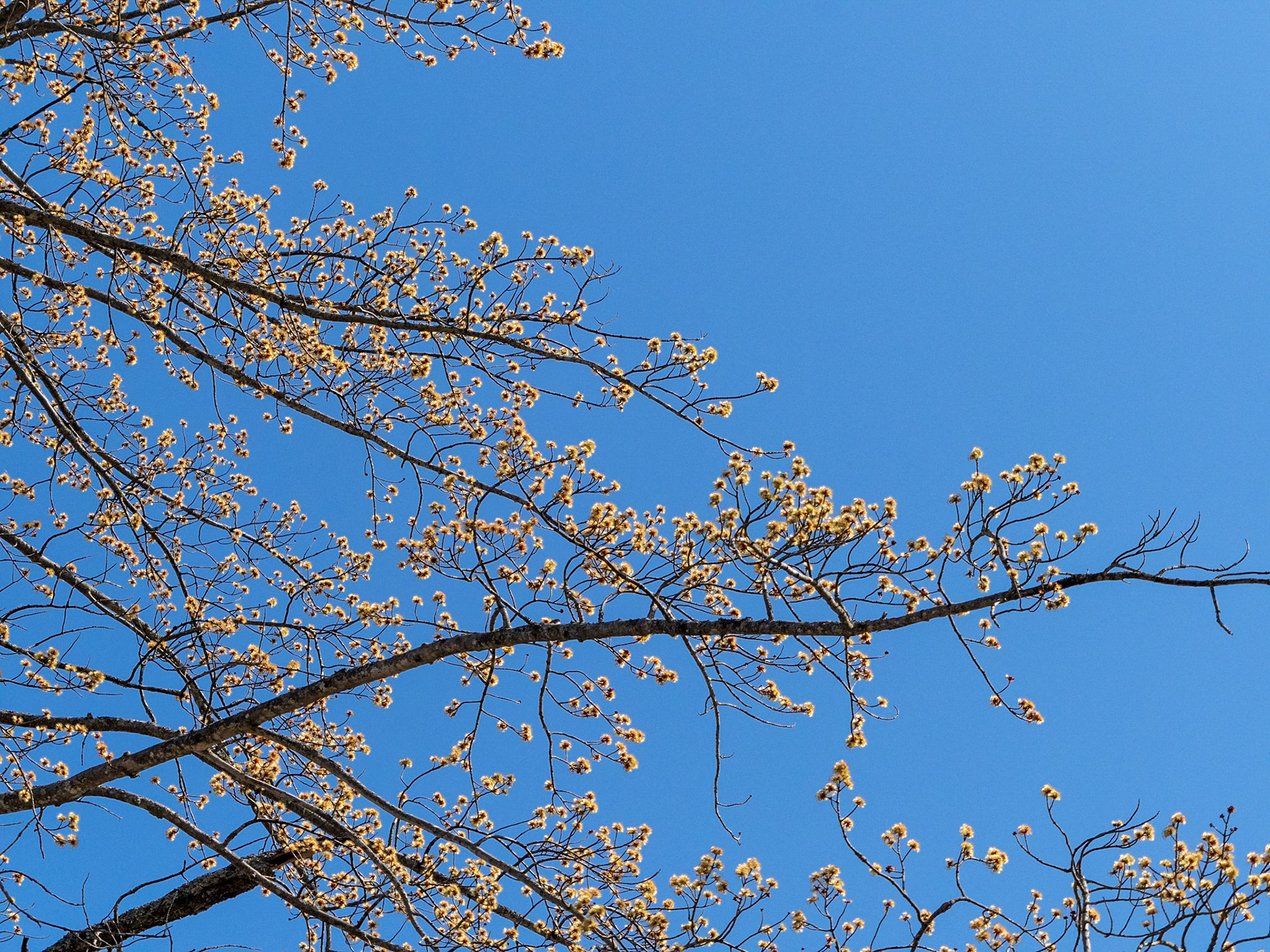 maple tree