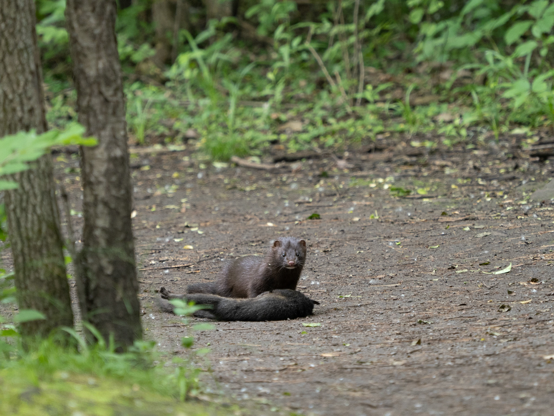 mink with fresh killed squirrel