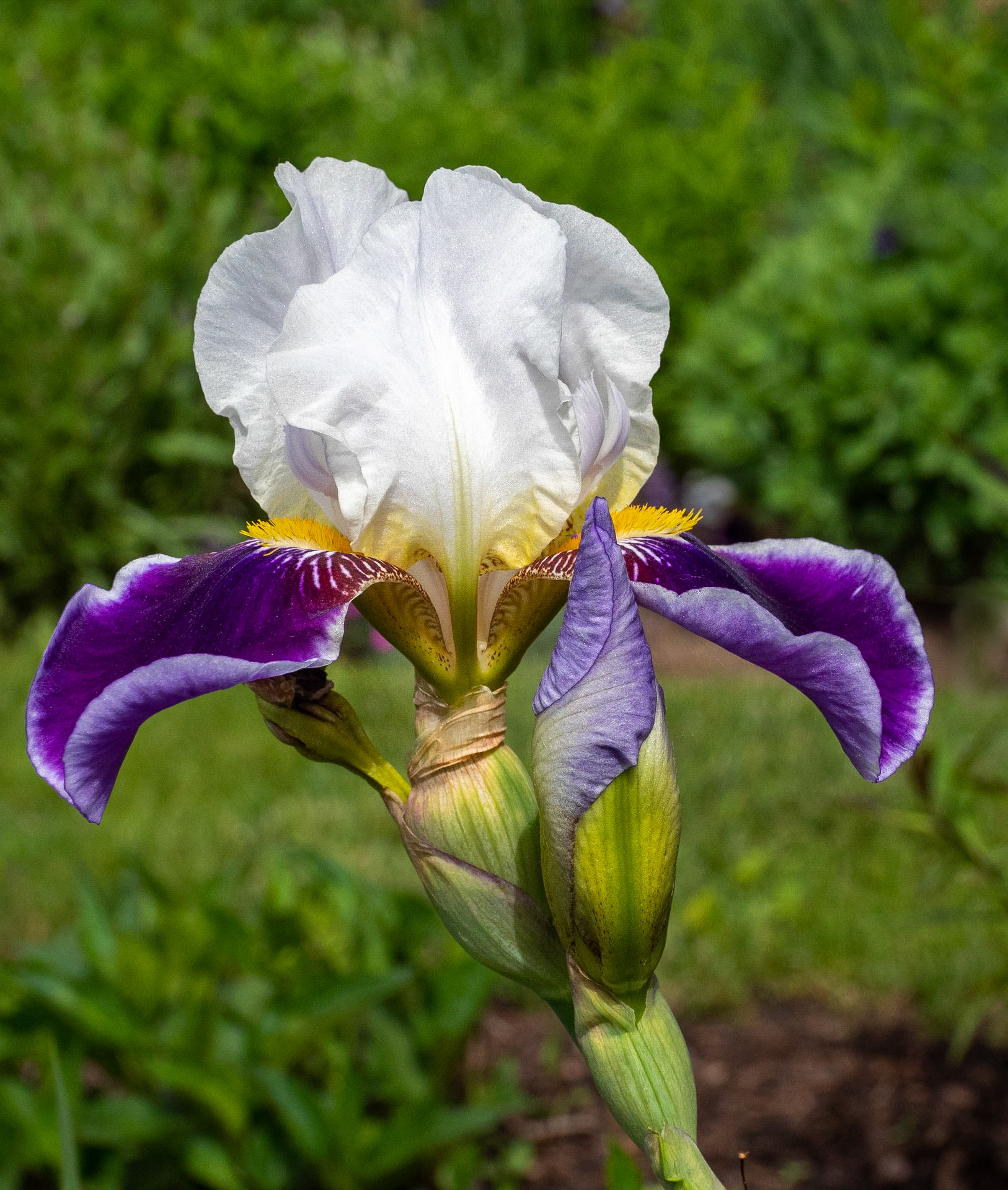iris
