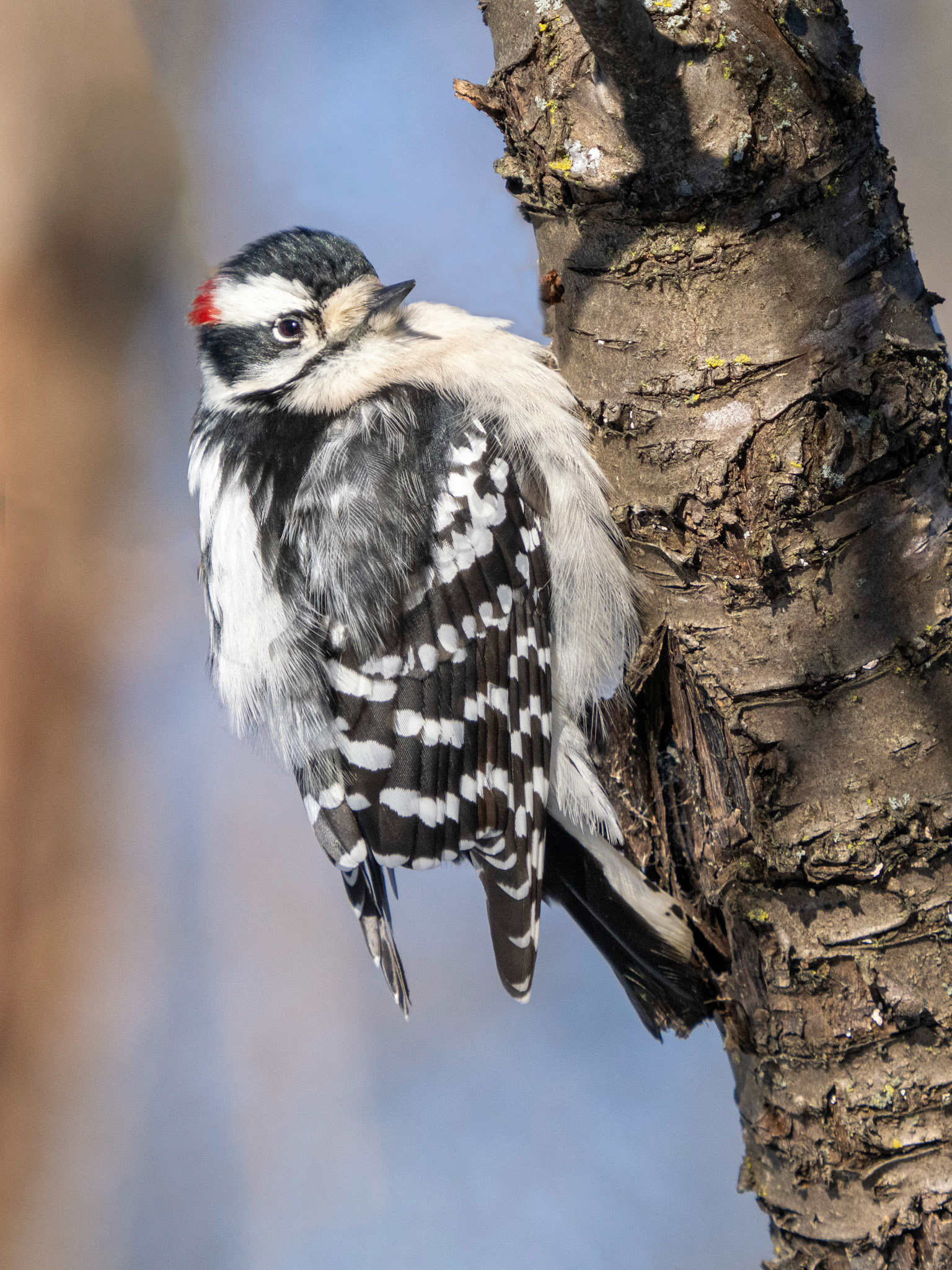 Downy woodpecker