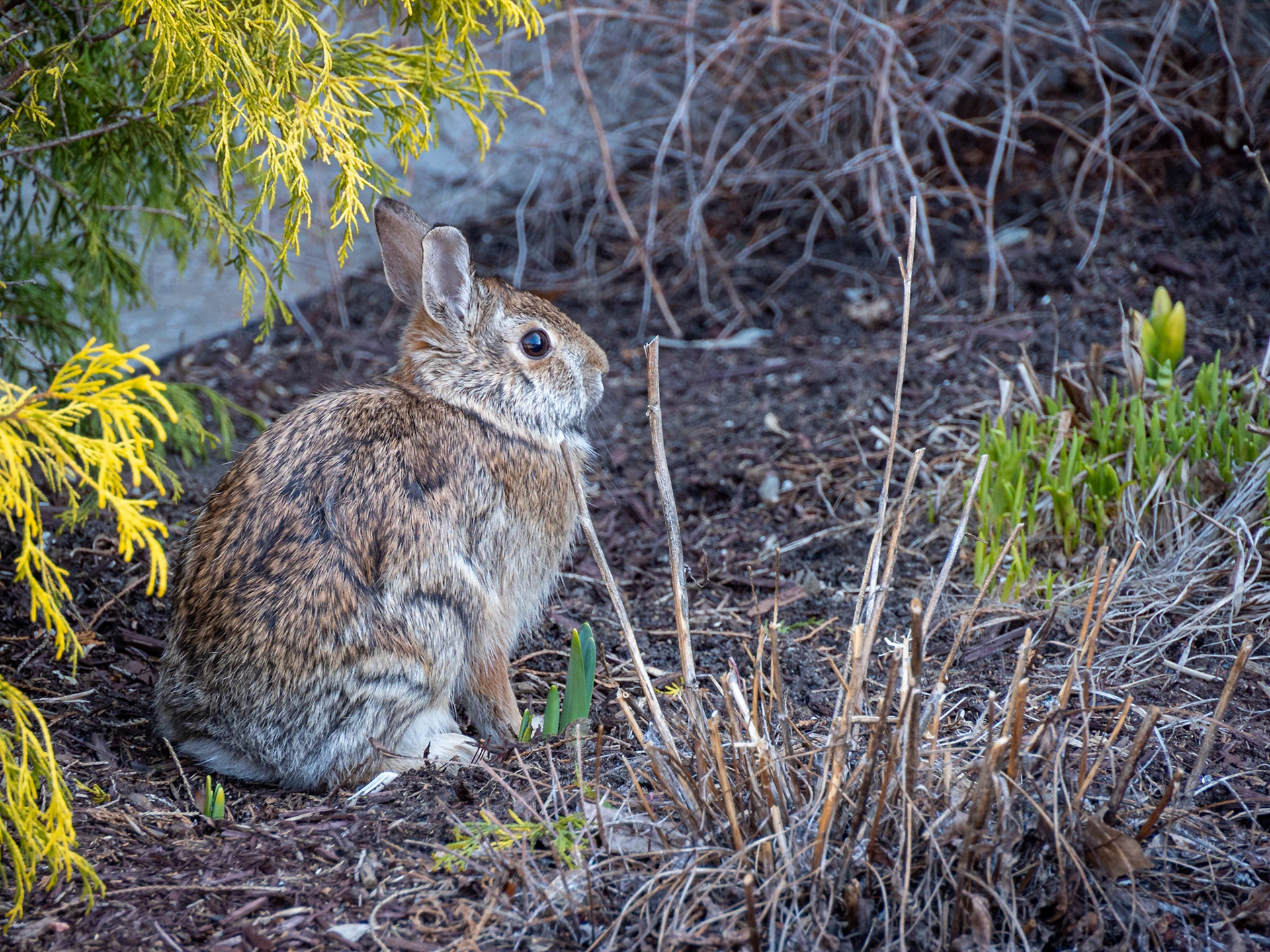 cottontail rabbit