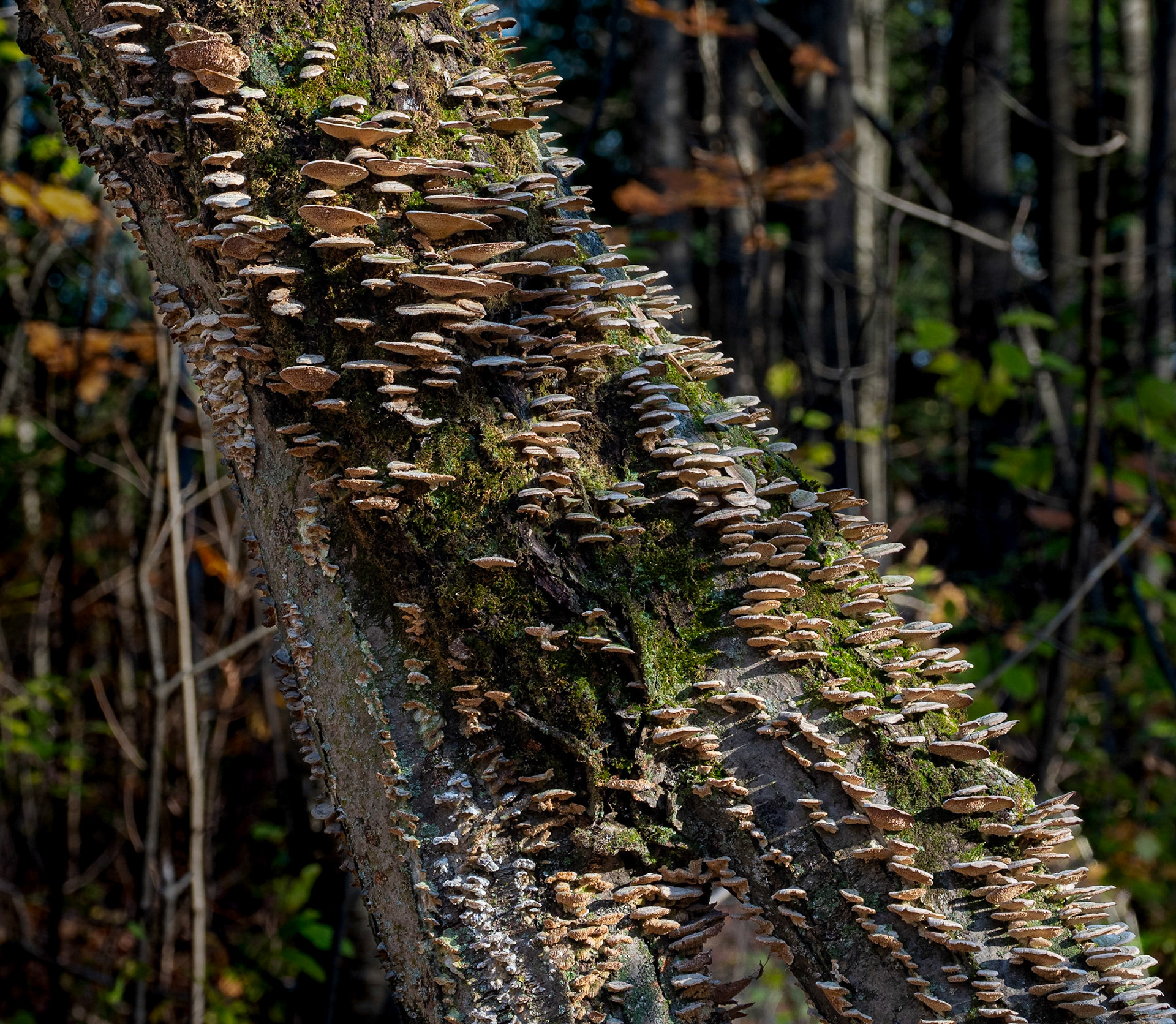 turkey tail fungus