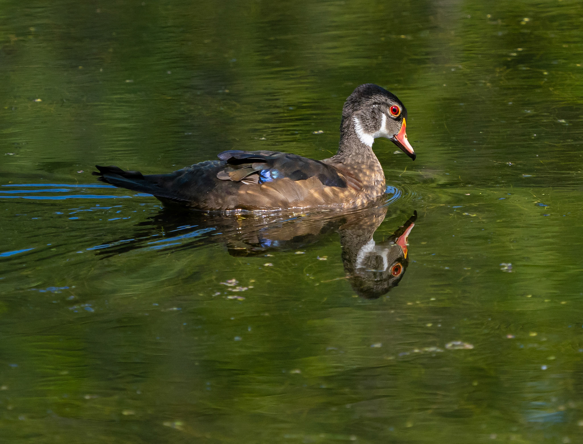 Fully moulted male wood duck