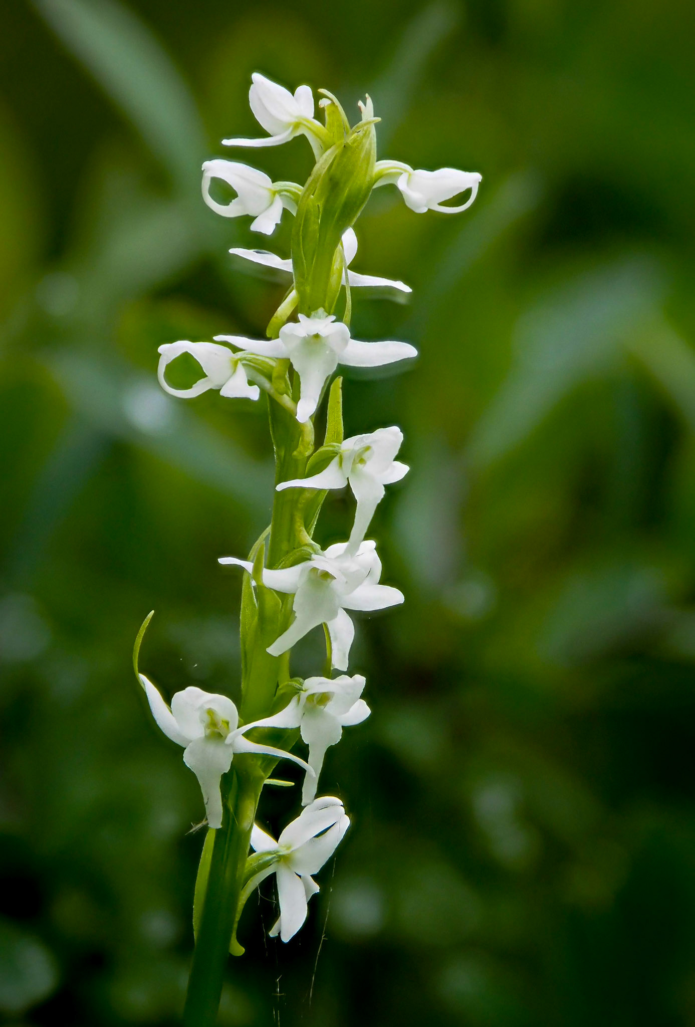 Lady tresses