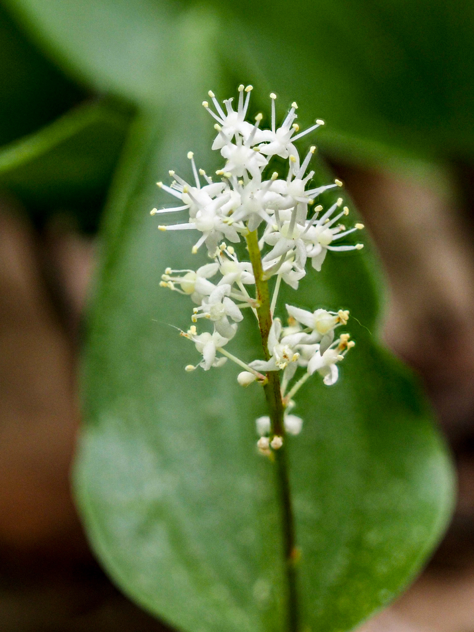foam flower