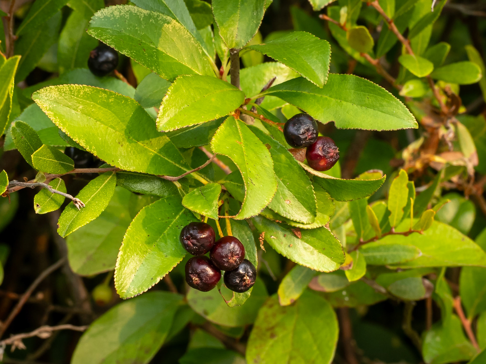 Choke cherry (AKA Aronia berries)