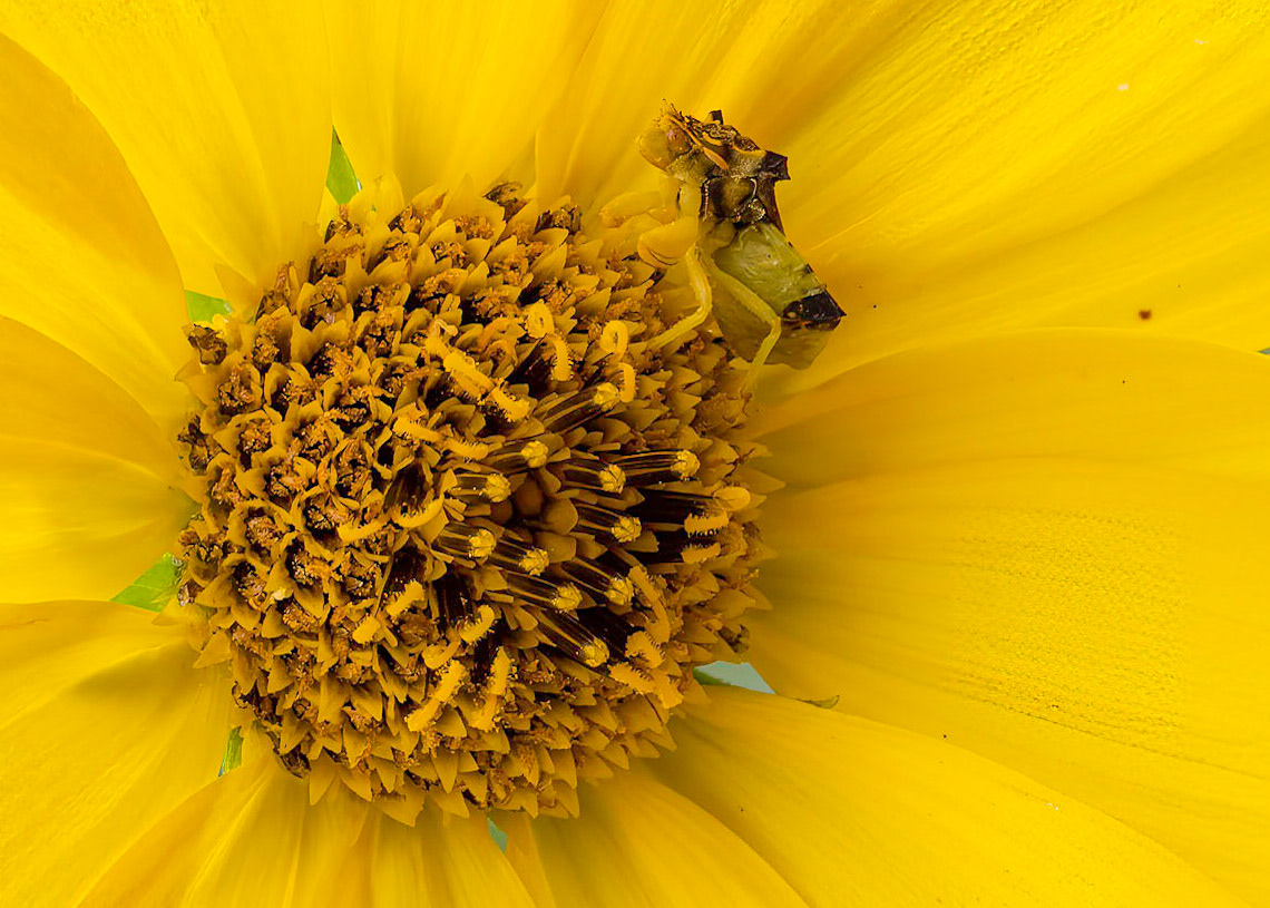 sunflower and ambush bug