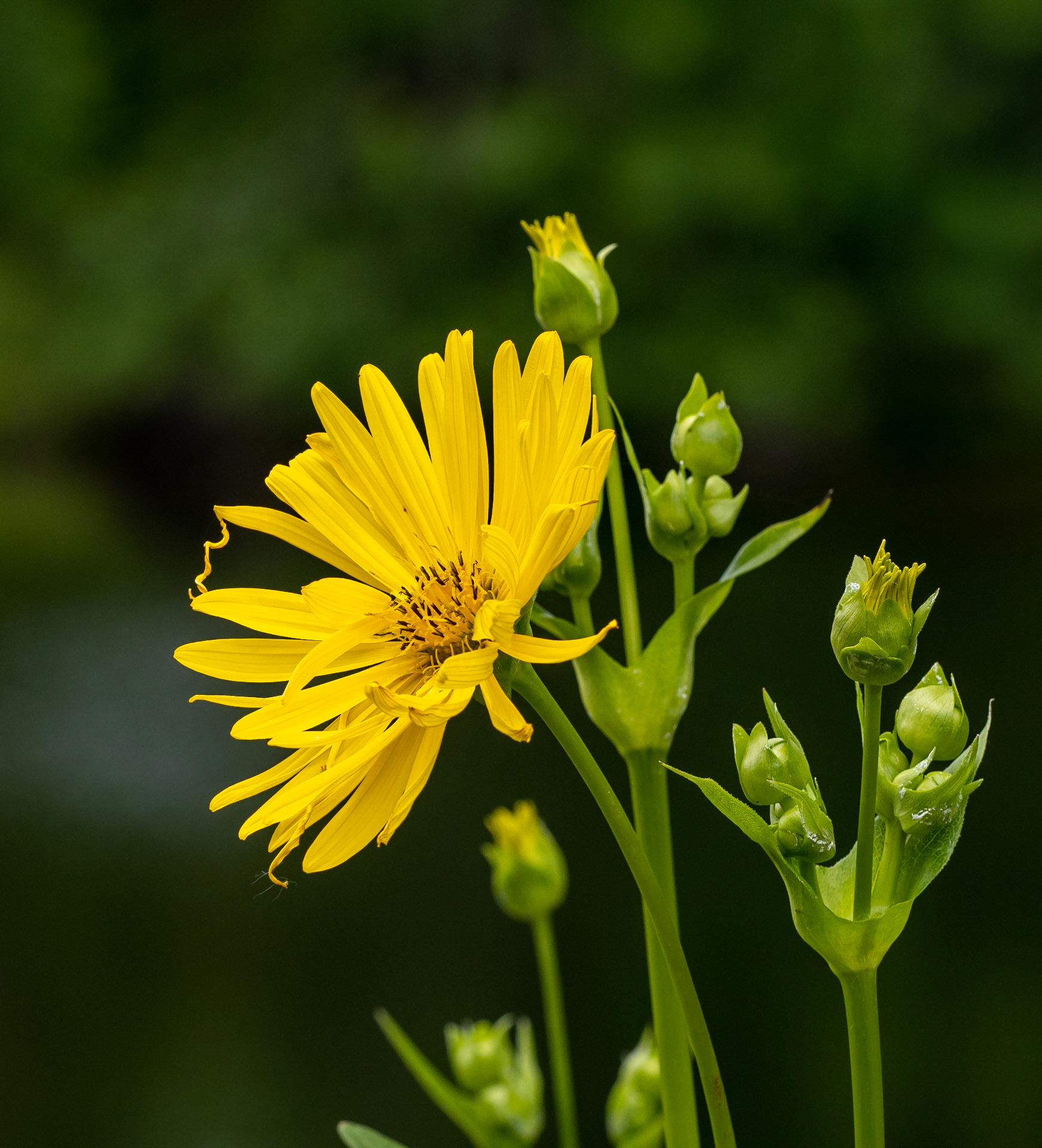rosinweed blossom