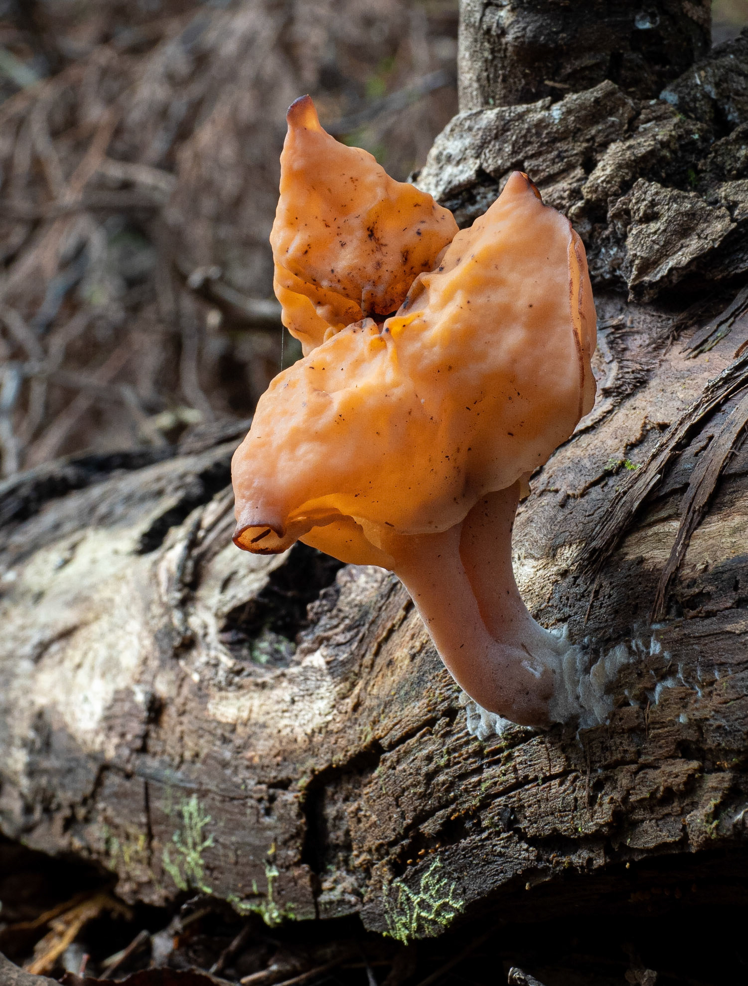 Elephant ears fungus
