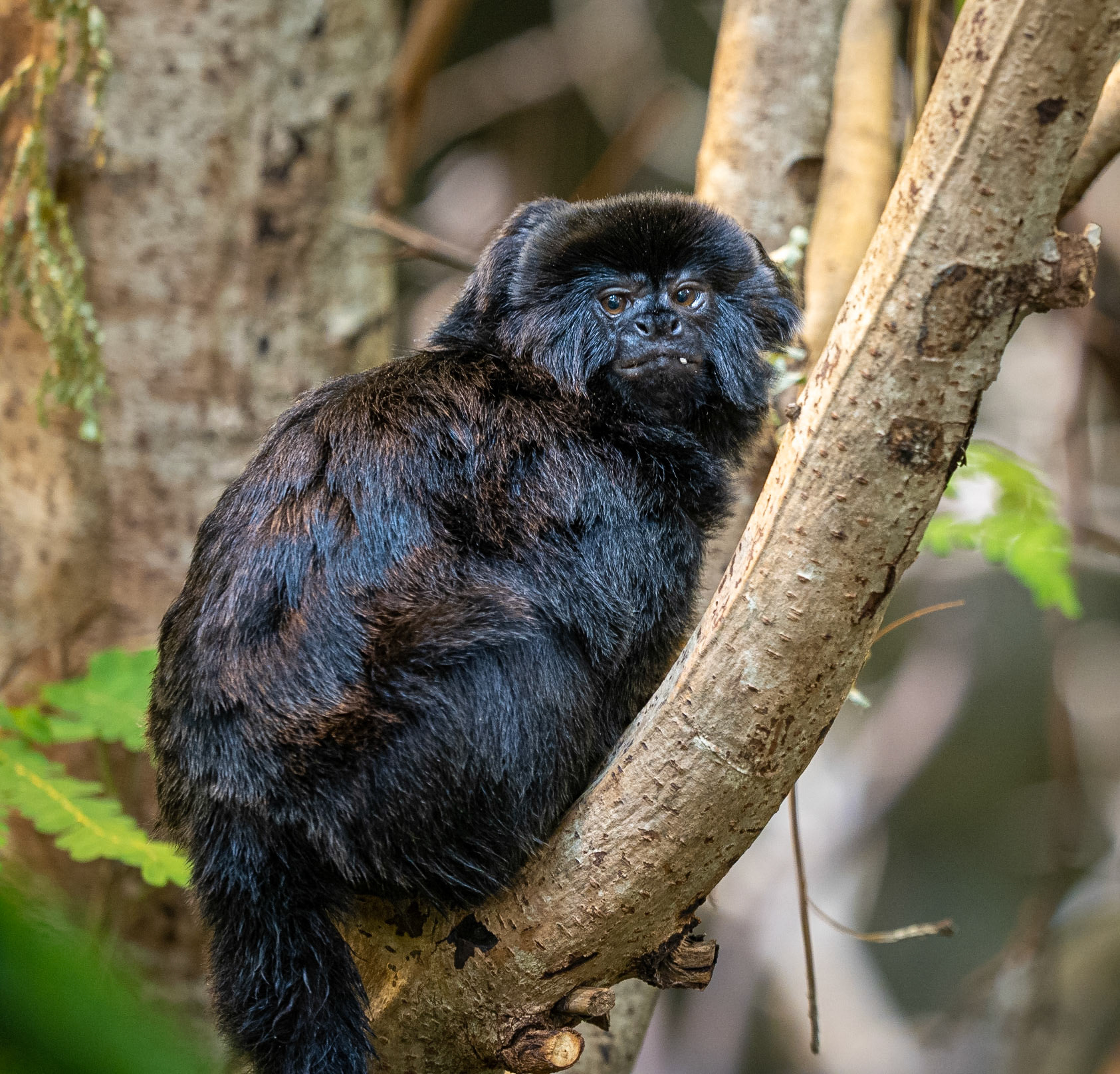 Goeldi's marmoset