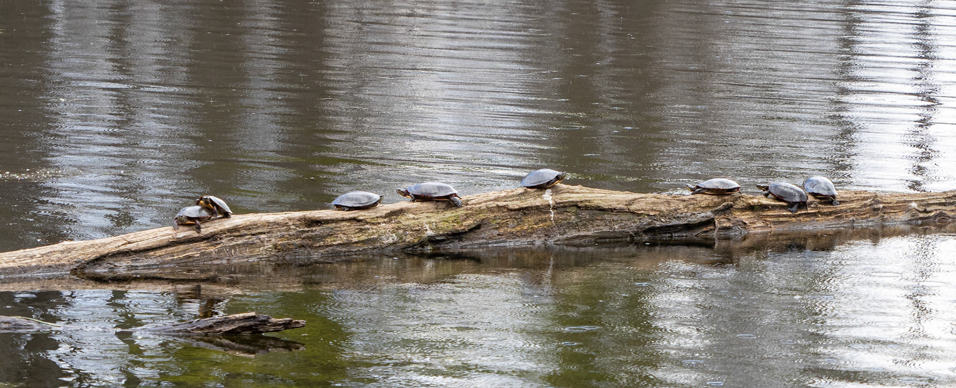 painted turtles
