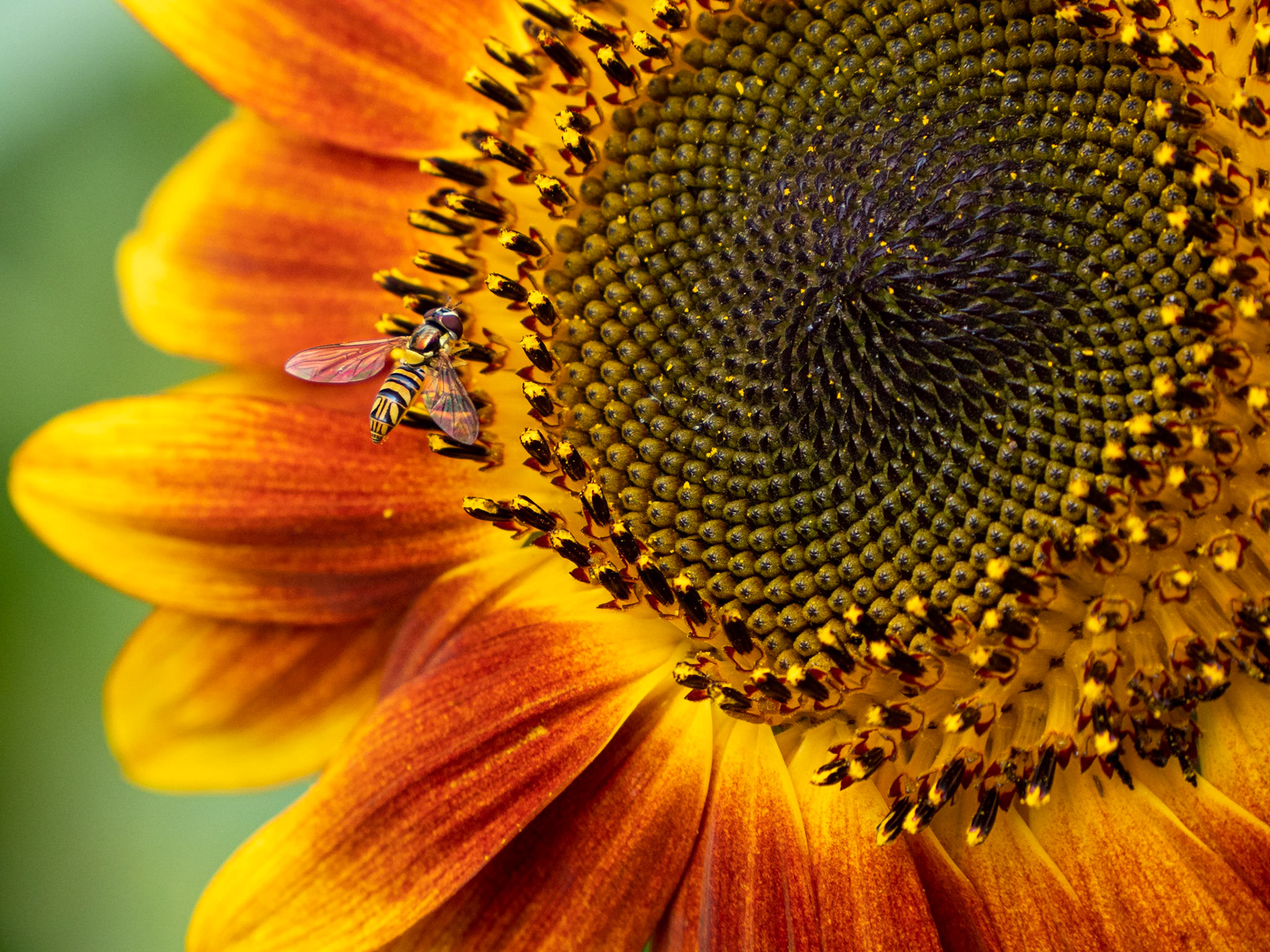 oblique streaktail hoverfly (click to enlarge)