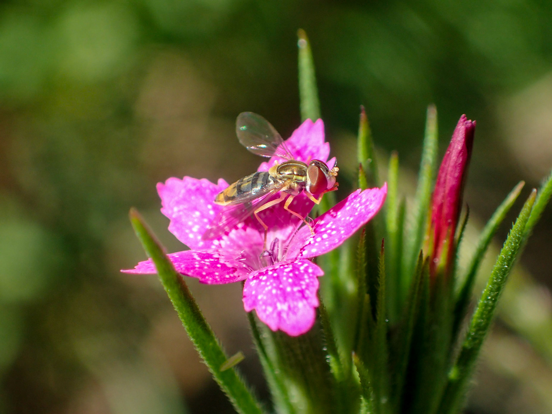 hoverfly on herb robert flower