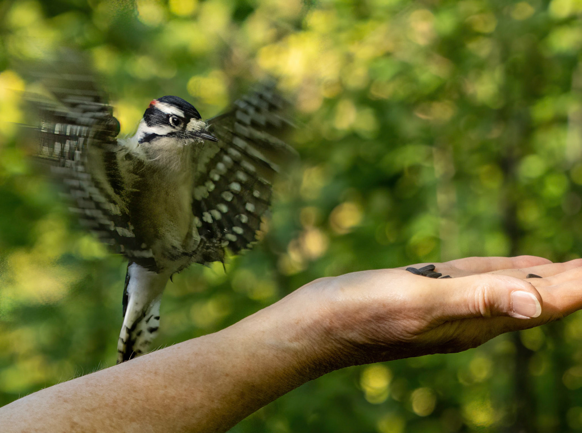Downy woodpecker