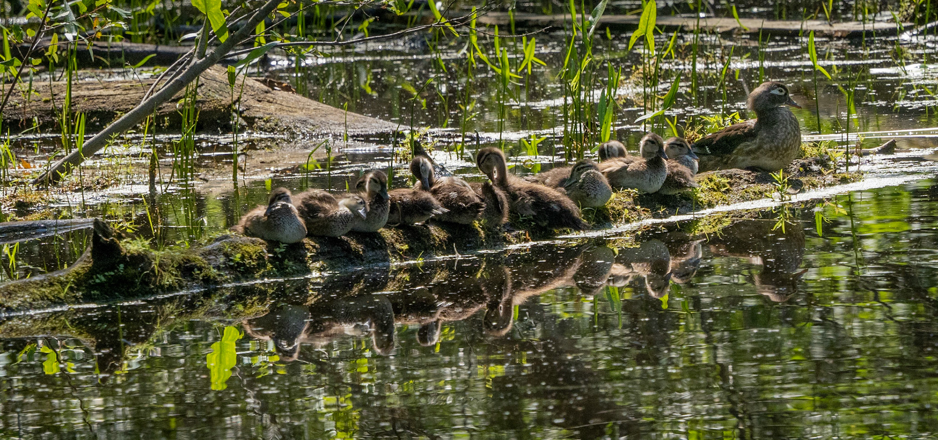 Wood duck mom and 11 ducklings