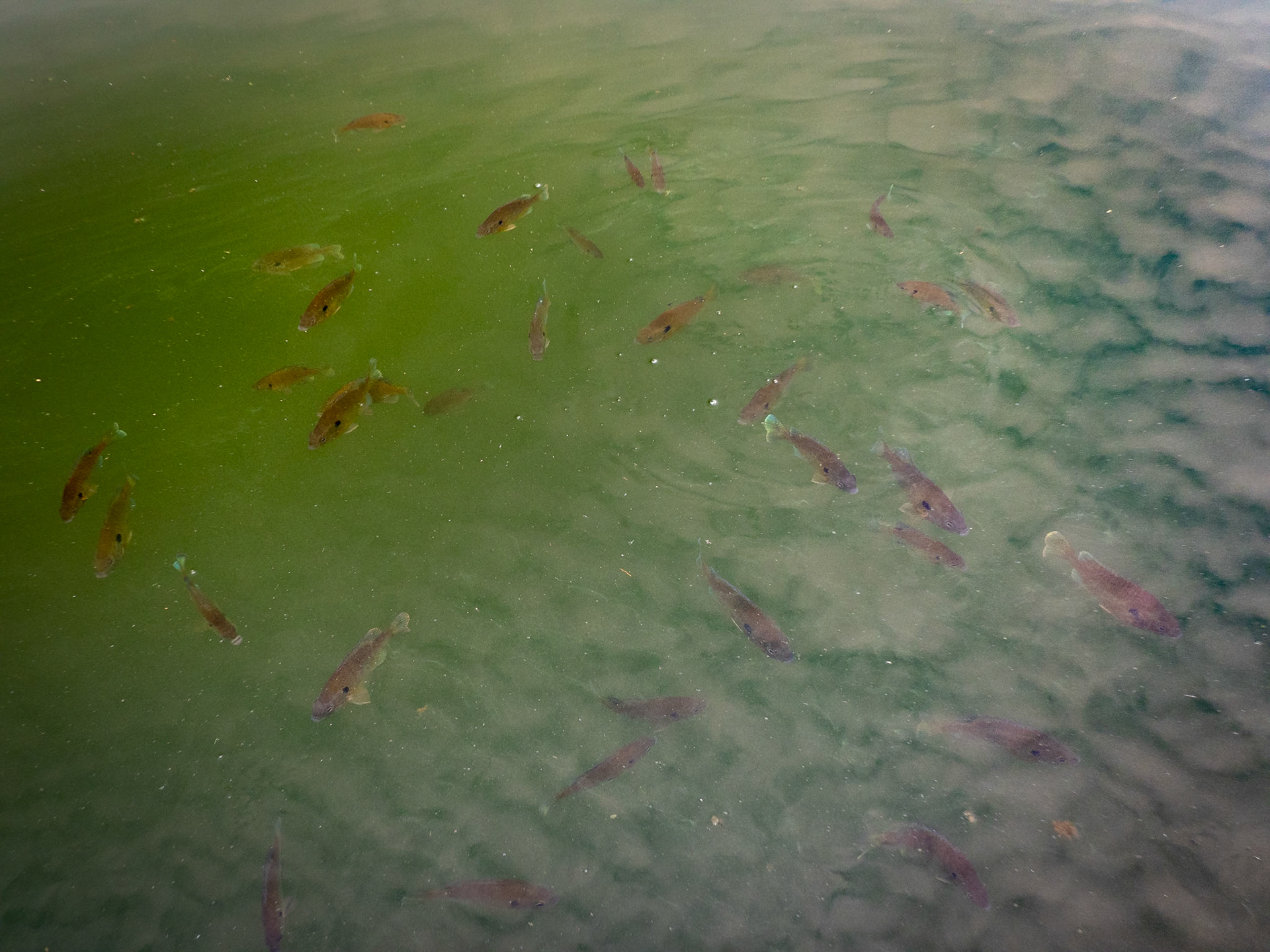 sunfish school looking to be fed