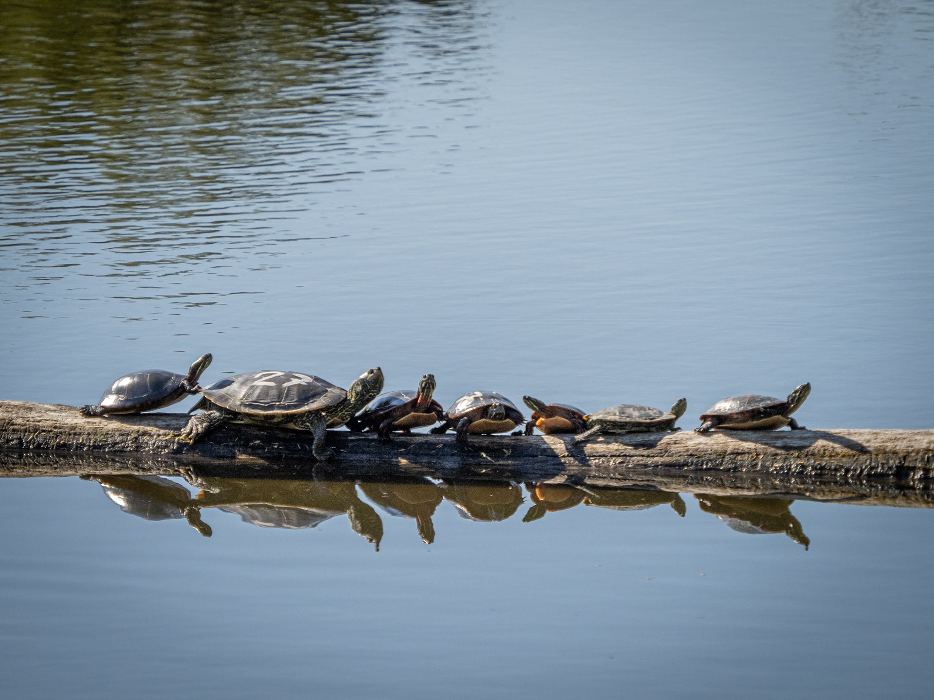 map and painted turtles