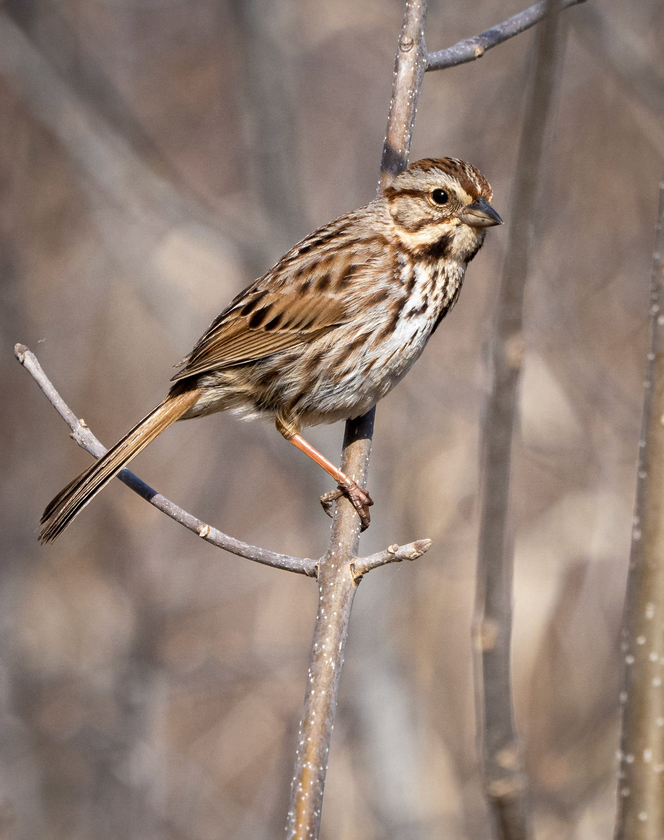 song sparrow