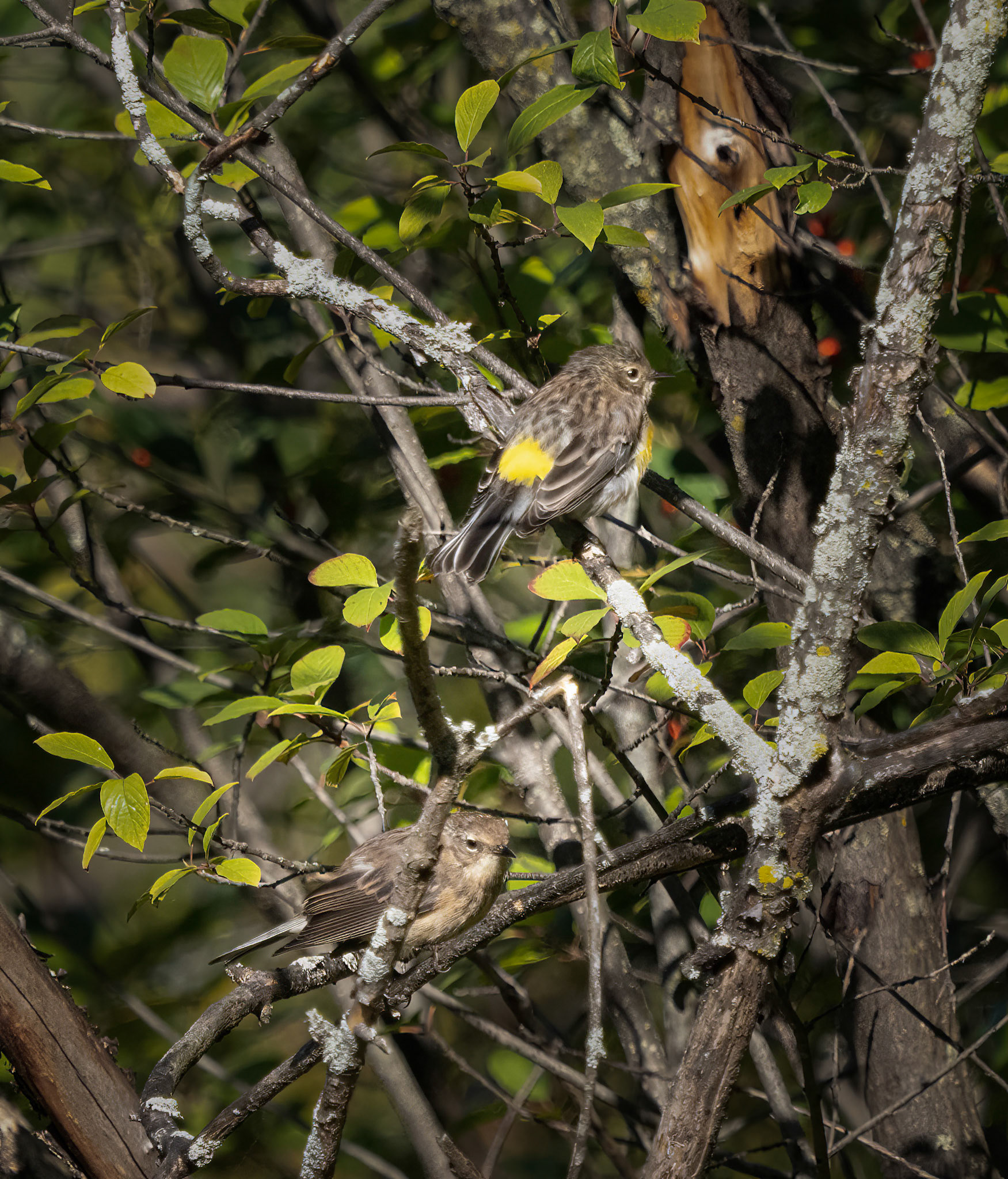 Yellow-rumped warbler