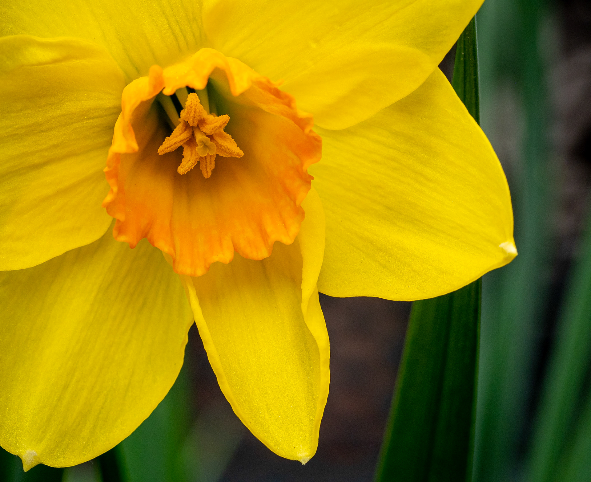 daffodil