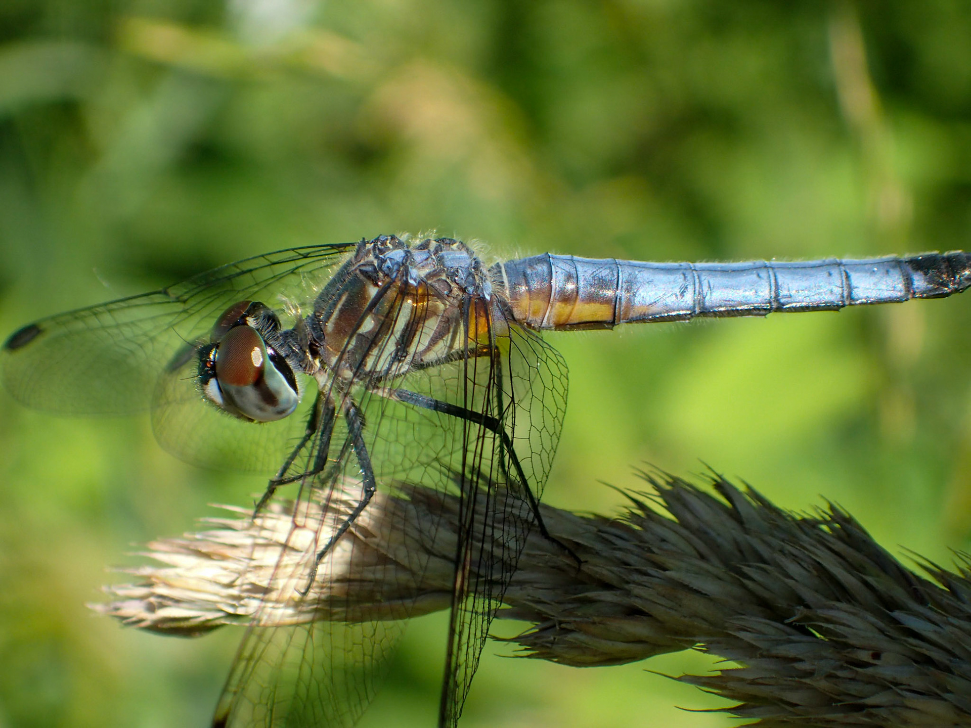blue dasher dragonfly