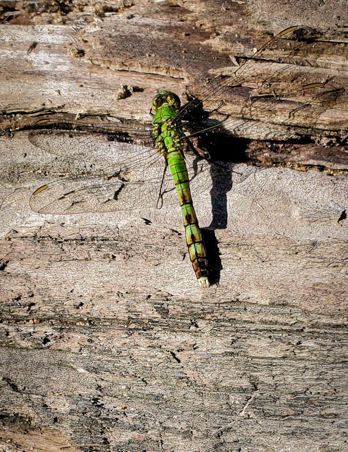 green darner dragonfly