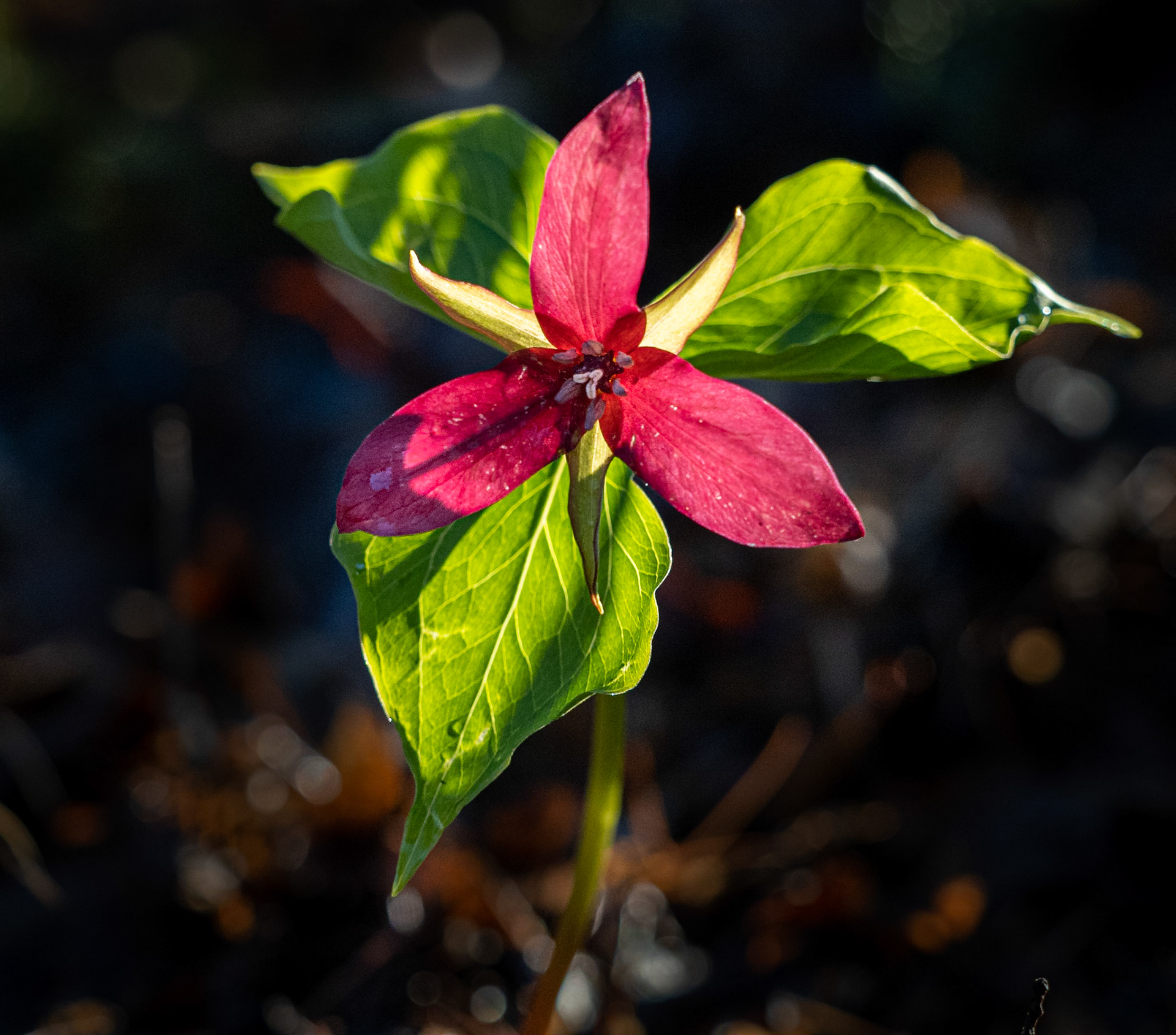 red trillium