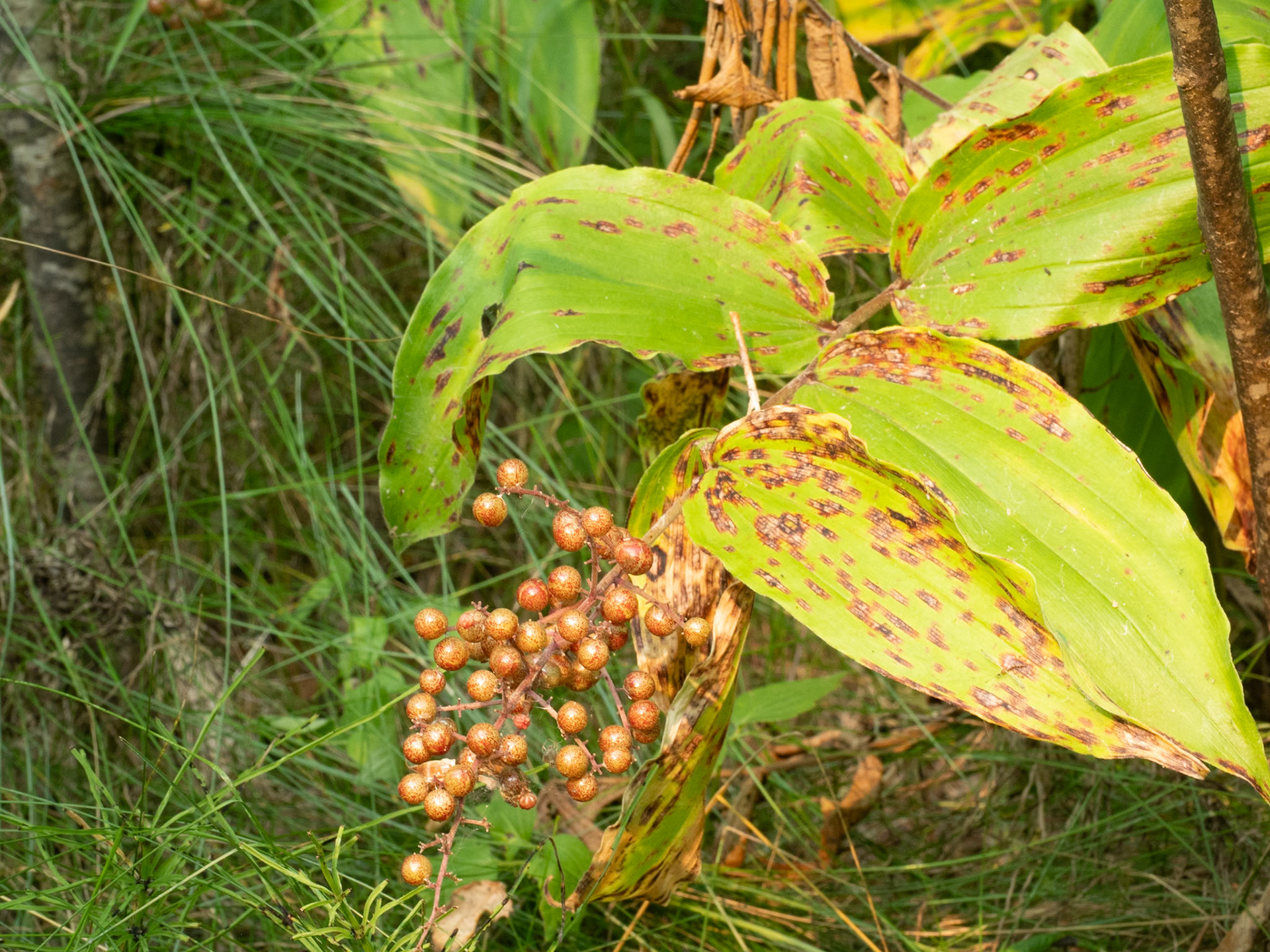 False Solomon seal