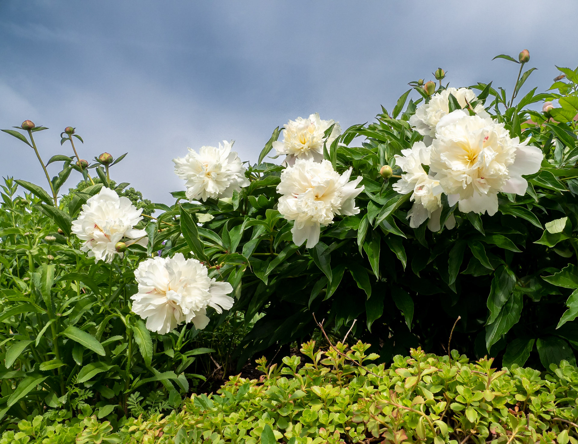 peony blossoms