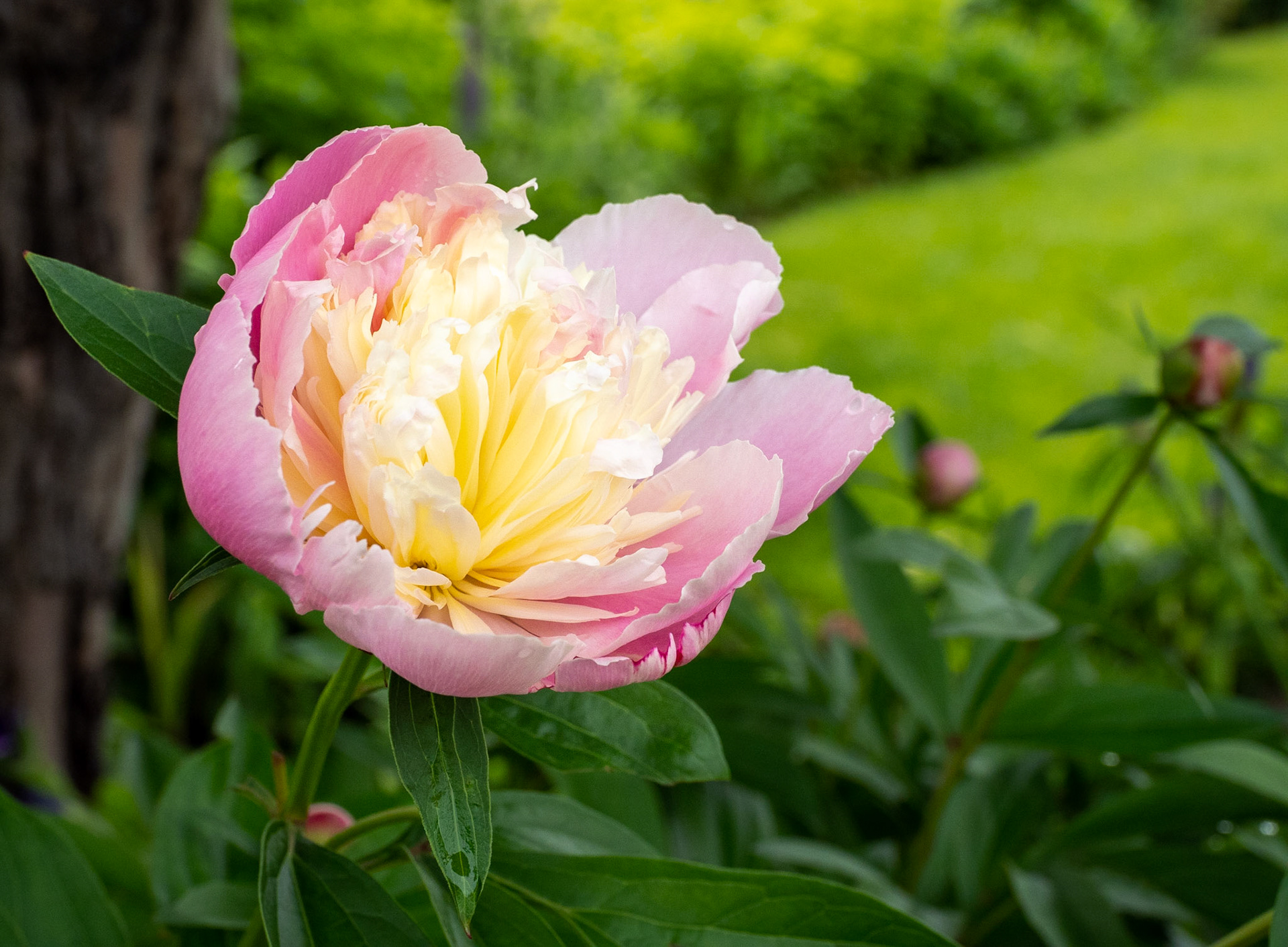 peony blossom