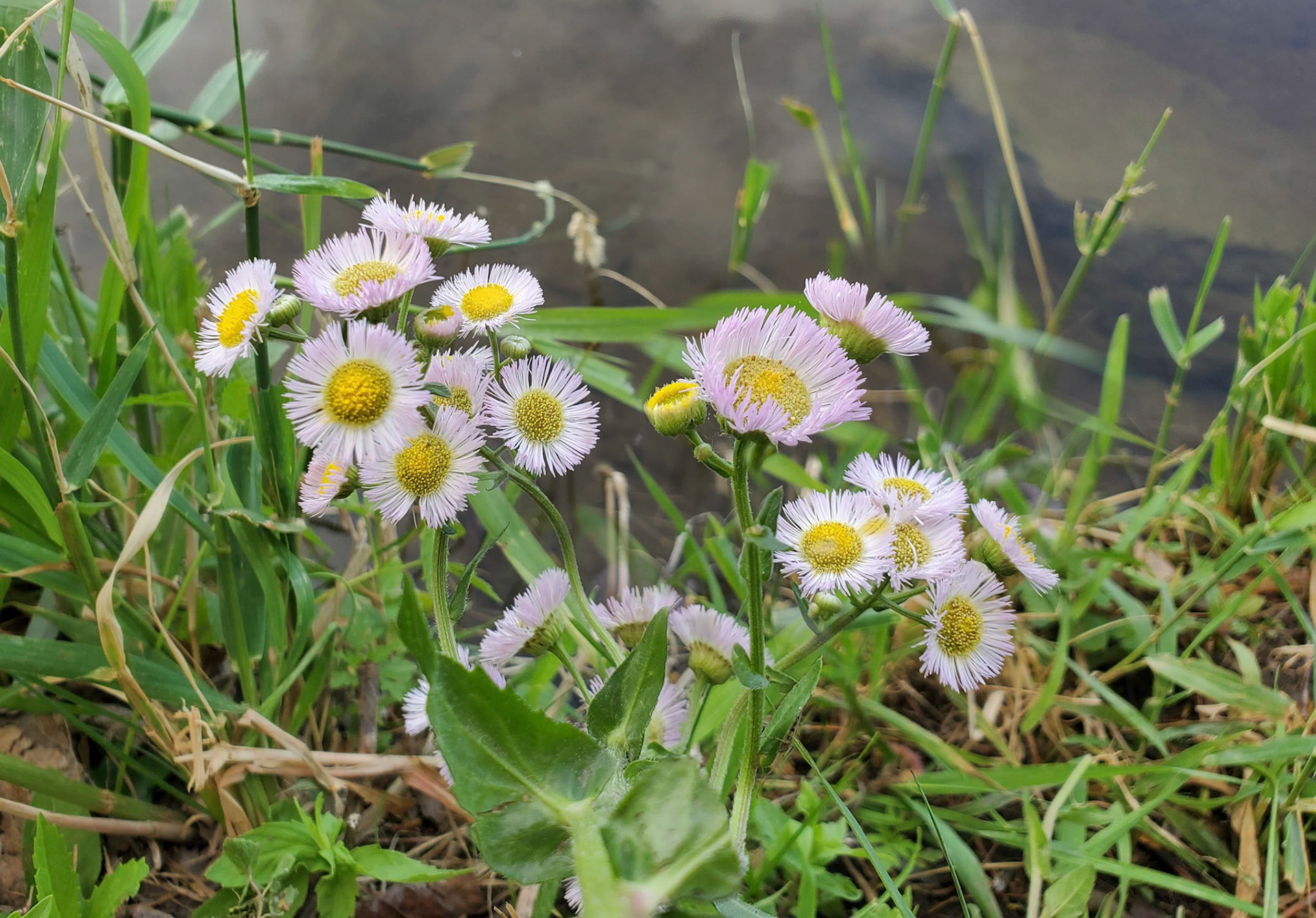 fleabane