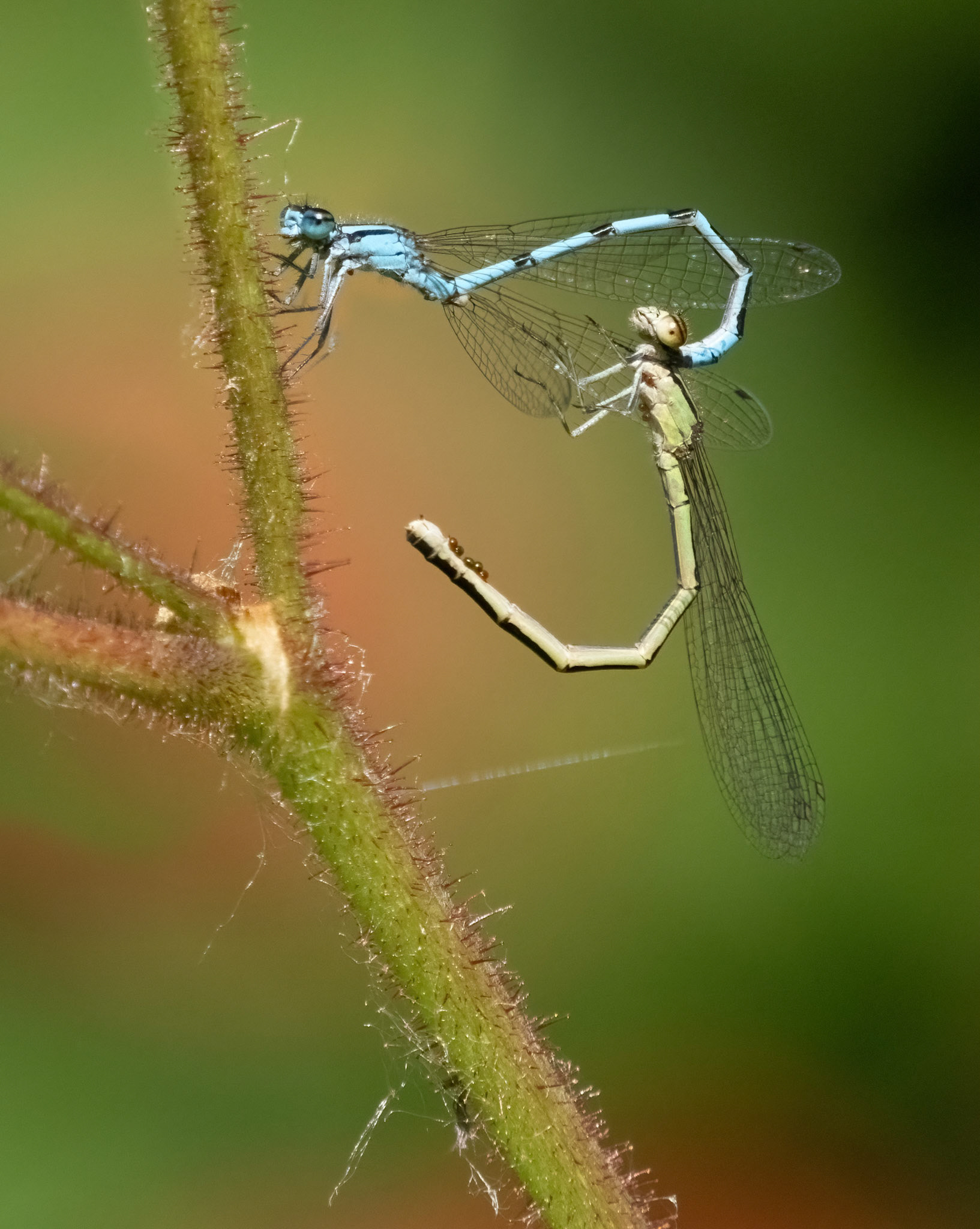 Mating damselflies (those aren't eggs on the female, they are parasitic mites)